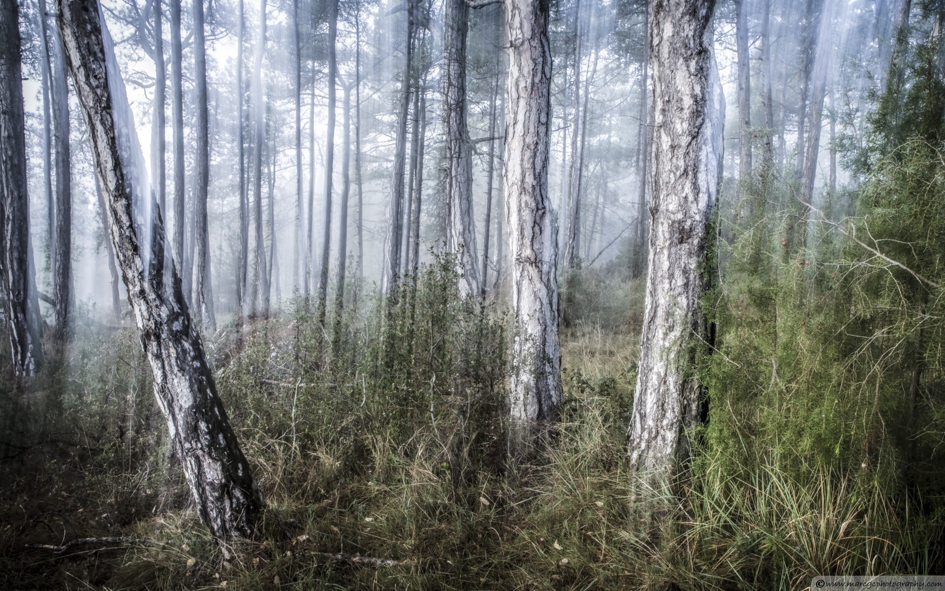 bosque madera naturaleza paisaje árbol hoja al aire libre parque temporada medio ambiente buen tiempo flora niebla escritorio otoño pino salvaje escénico amanecer niebla