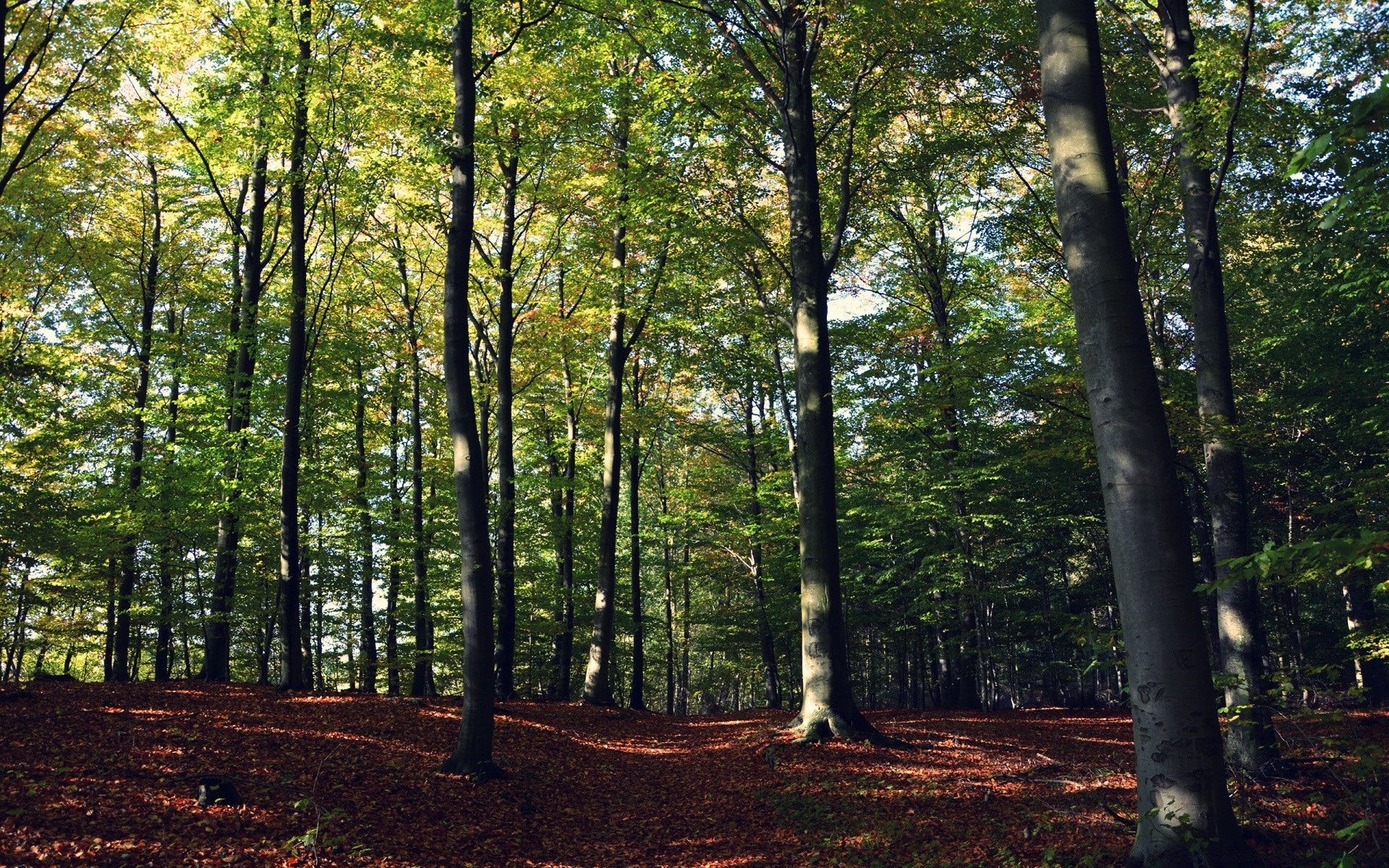 las drewno drzewo krajobraz liść natura dobra pogoda jesień słońce świt park bujne malownicze sunbeam środowisko buk sezon światło dzienne podświetlany przewodnik