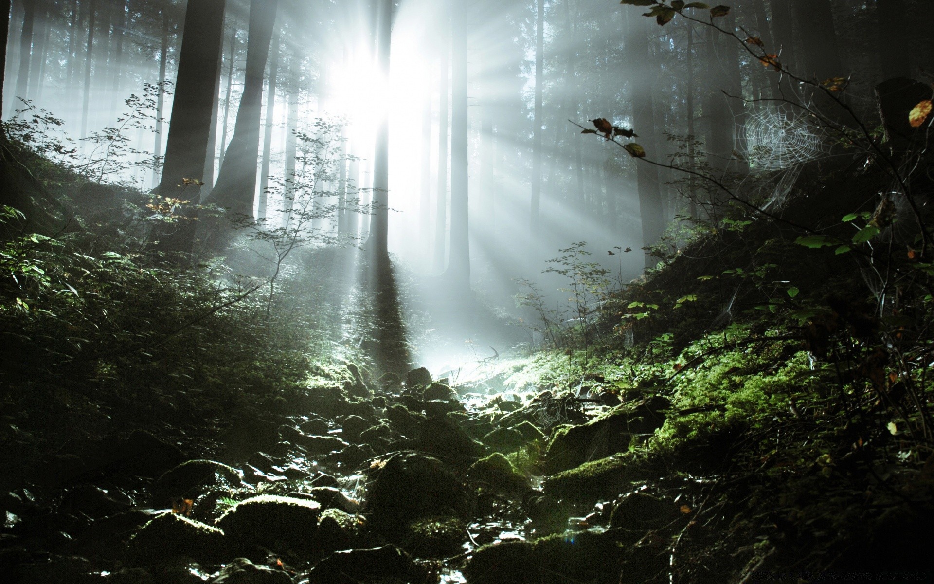 wald wasser landschaft nebel nebel holz natur fluss herbst licht baum dämmerung umwelt im freien reisen regen wasserfall reflexion moos bewegung