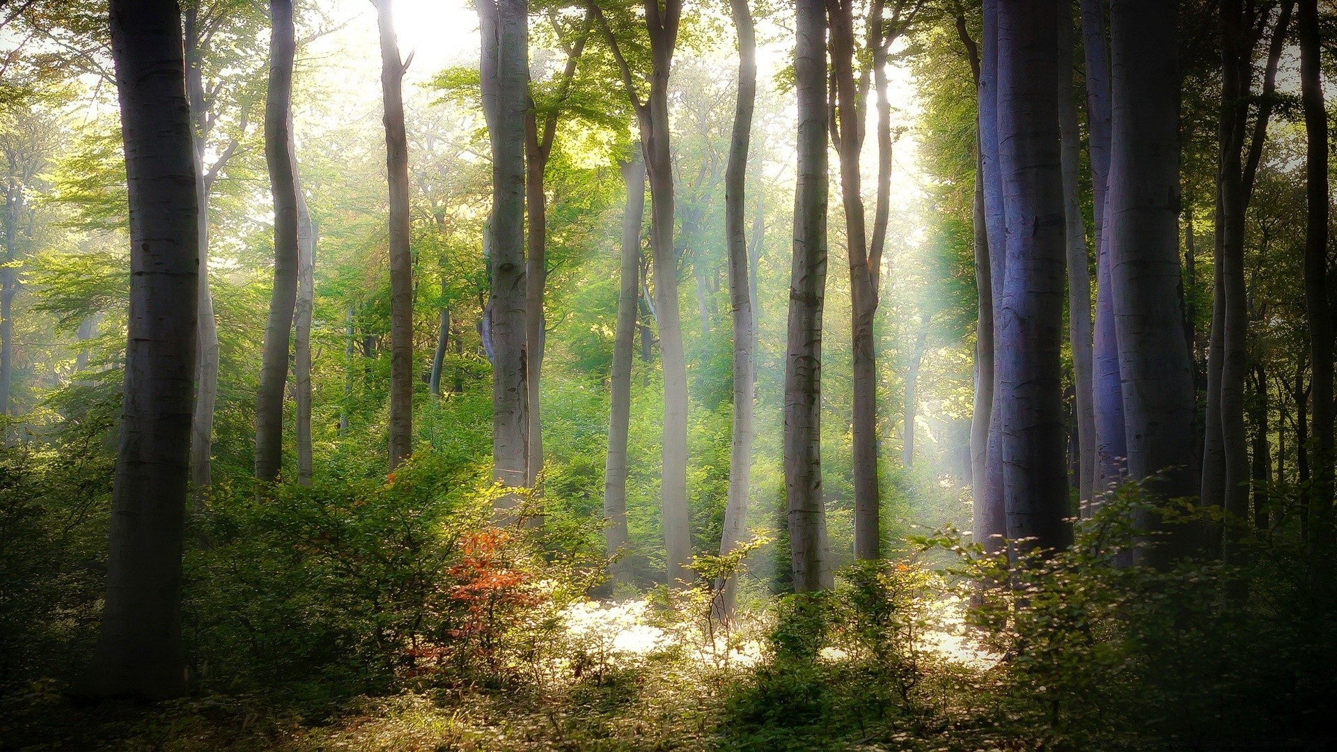 las drewno mgła drzewo krajobraz świt natura mgła liść dobra pogoda sunbeam park słońce bujne jesień oświetlony światło środowiska scenic buk