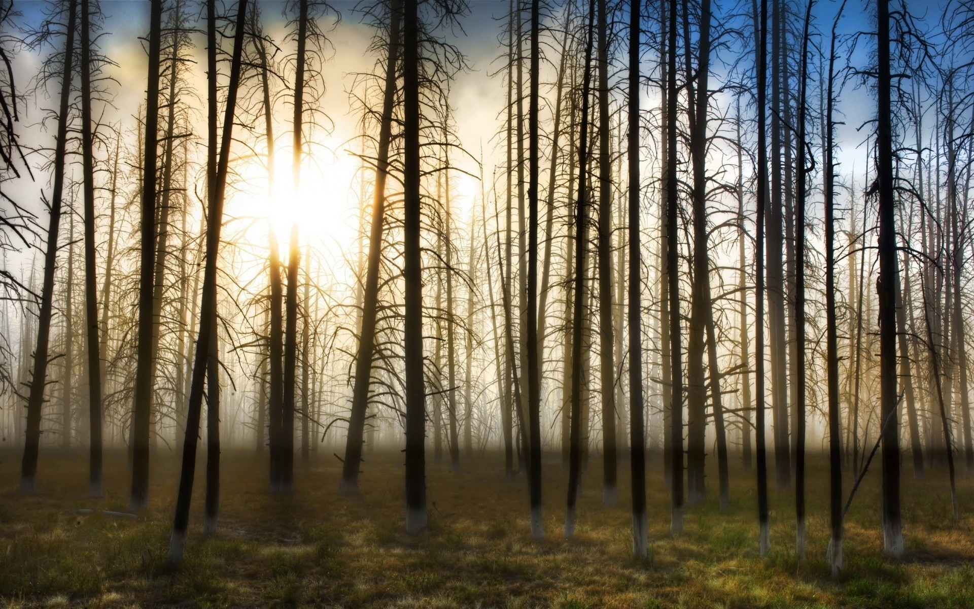 forest wood dawn tree fall fog nature mist landscape sun fair weather leaf winter park outdoors branch environment bright light sunset