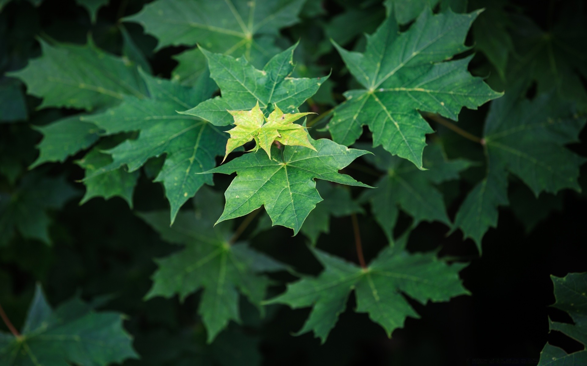 forest leaf nature flora desktop outdoors growth tree bright environment