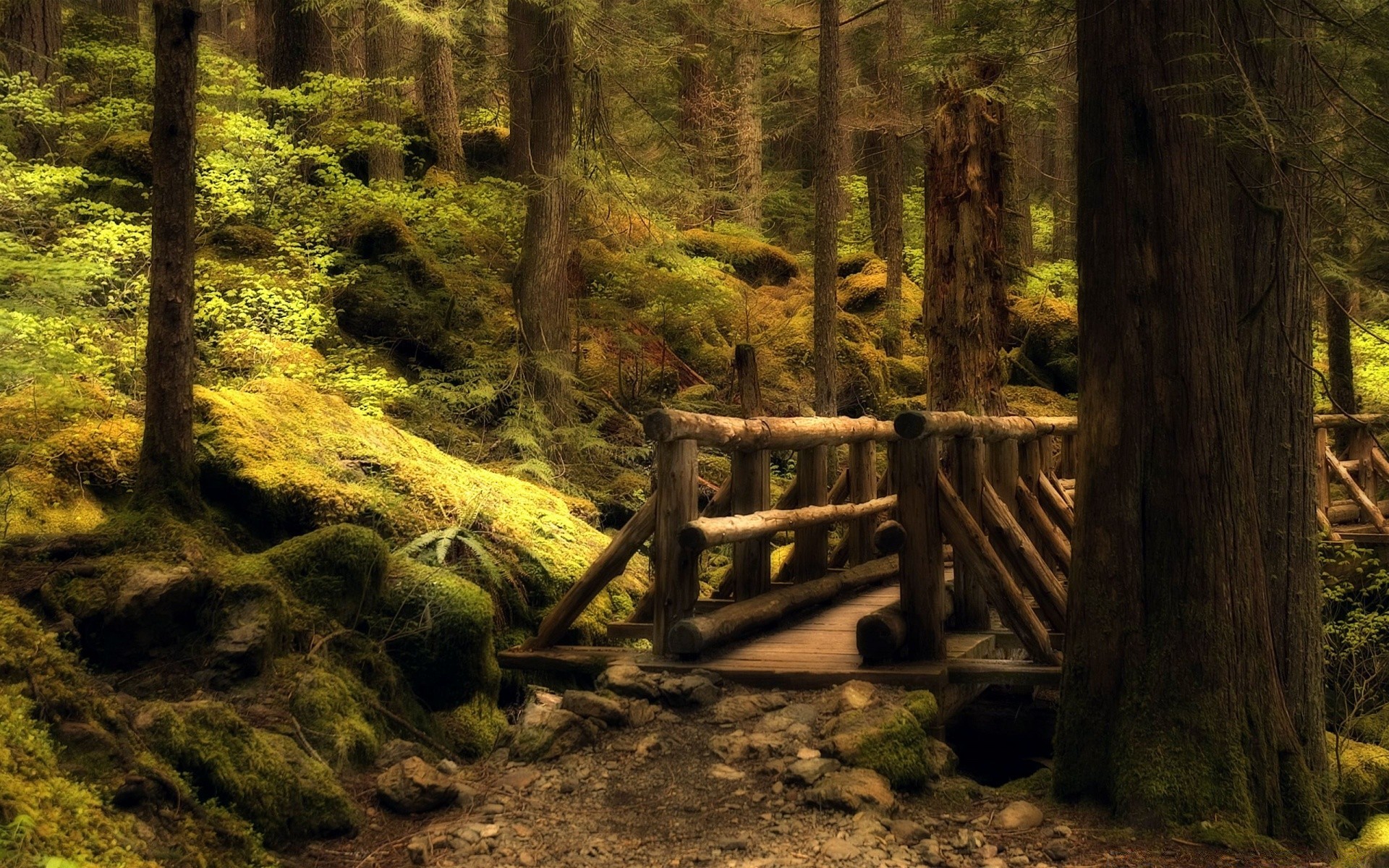 floresta madeira árvore natureza folha paisagem ao ar livre parque outono viagem cênica pegada luz musgo água ambiente luz do dia