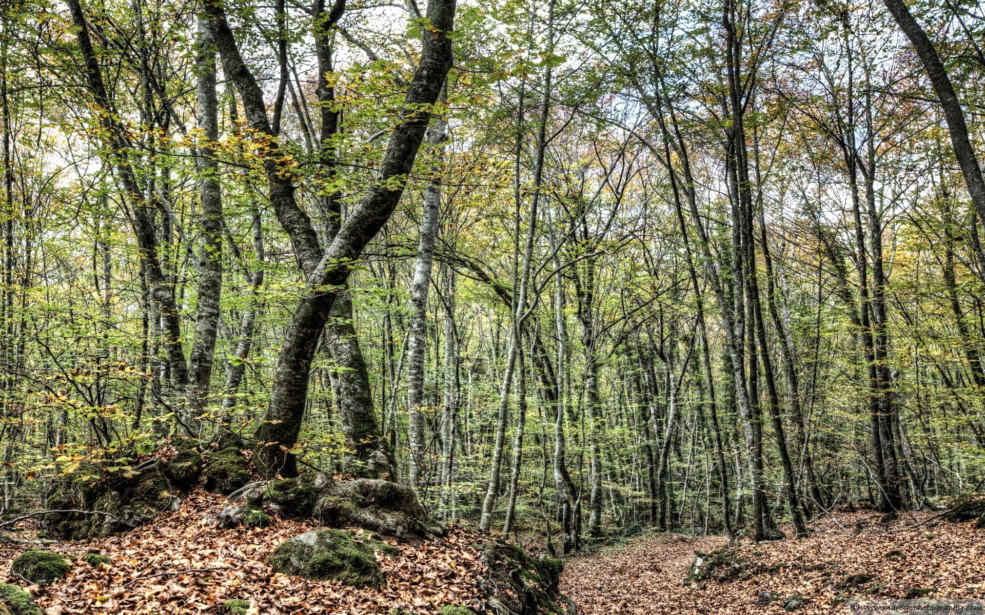 orman ahşap doğa ağaç manzara yaprak park güzel hava sezon ortamlar açık havada flora güneş doğal rehberlik şube gövde büyüme manzara yol şafak vakti