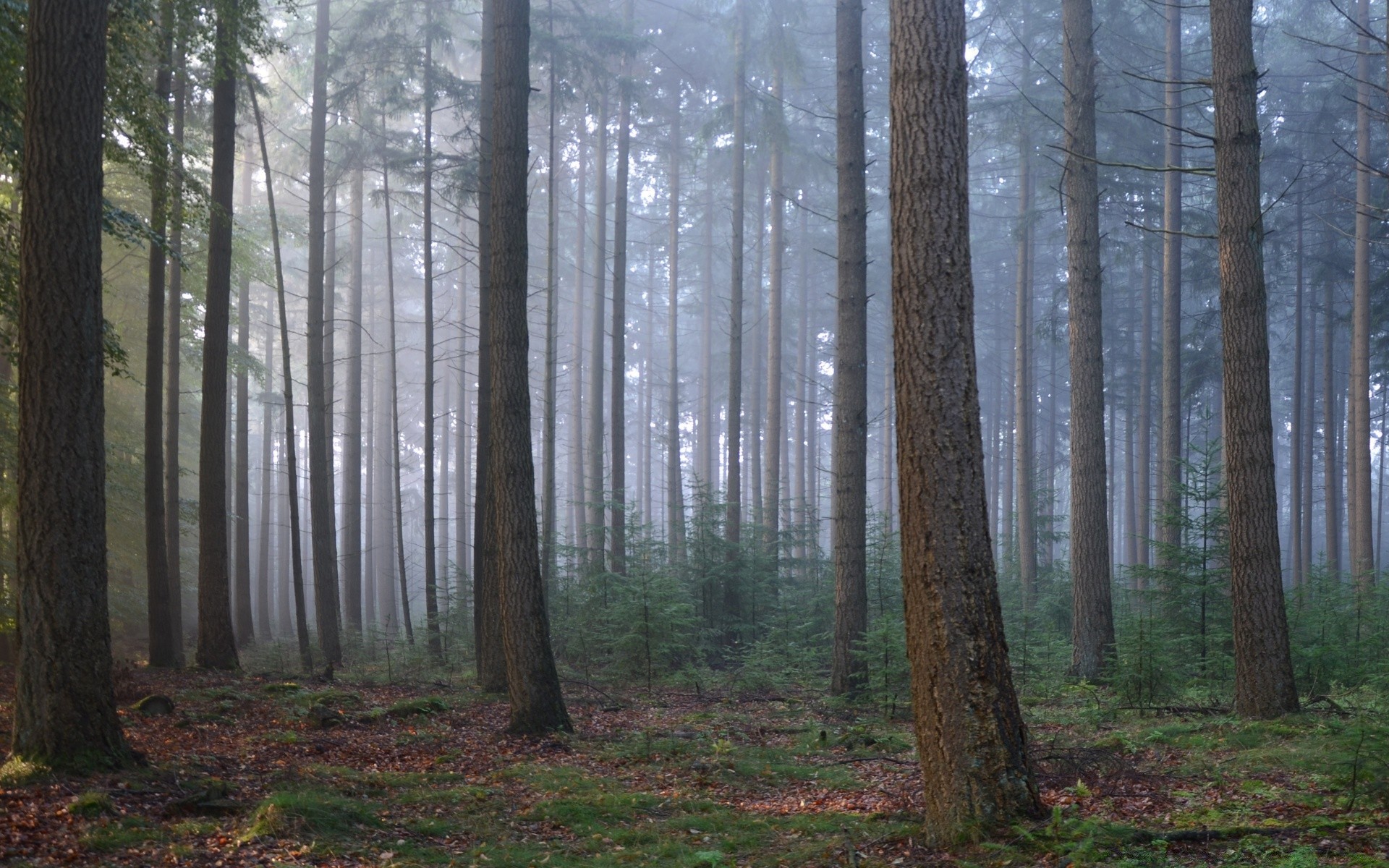 forêt bois bois brouillard paysage conifères brouillard nature automne feuille aube evergreen parc environnement pin lumière branche beau temps lumière du jour tronc