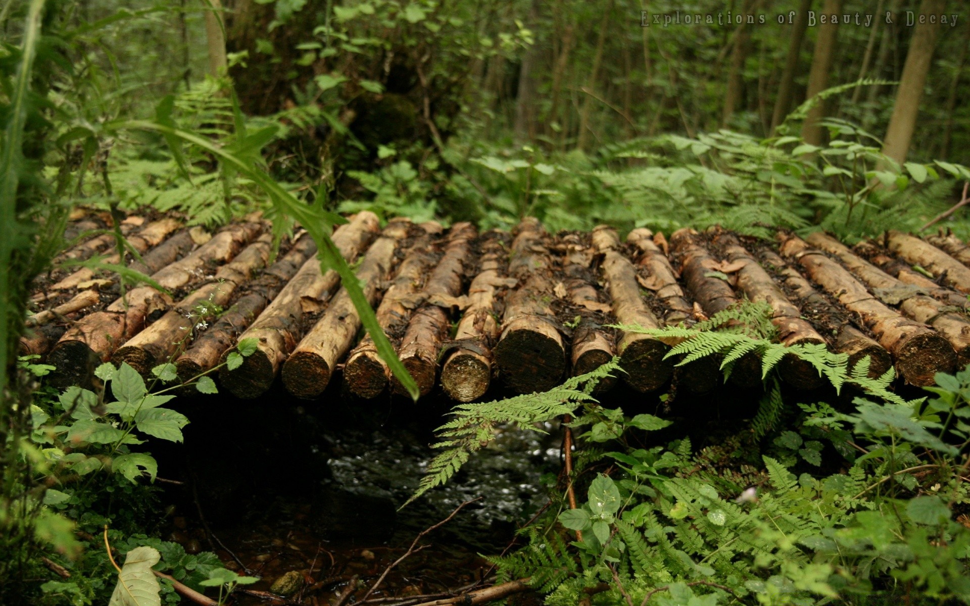 forest wood nature tree environment rainforest wild flora leaf park log outdoors jungle fern trunk