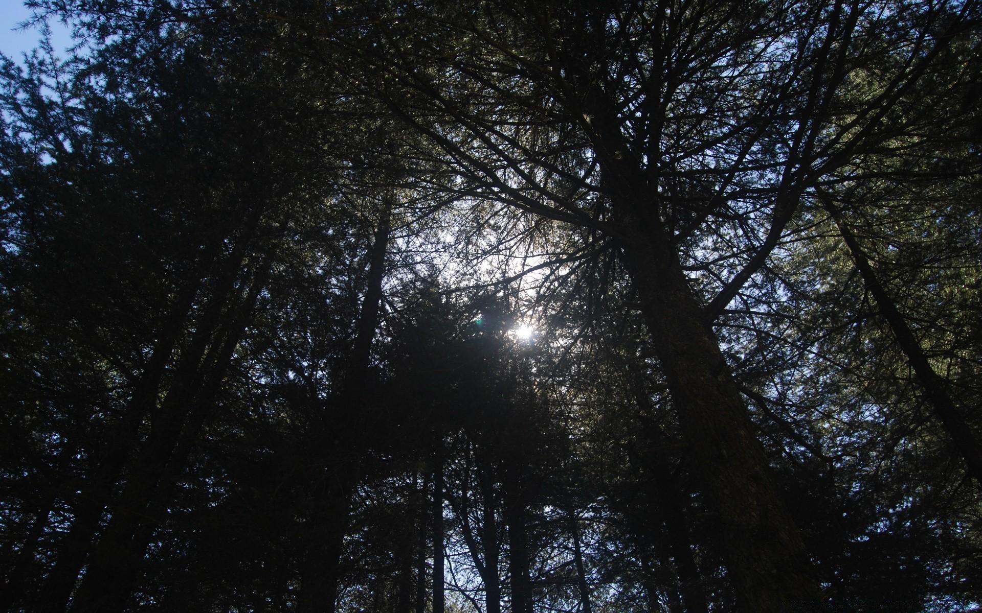 floresta madeira madeira natureza névoa folha sol amanhecer outono paisagem névoa ramo ao ar livre tempo bom tempo tronco inverno brilhante