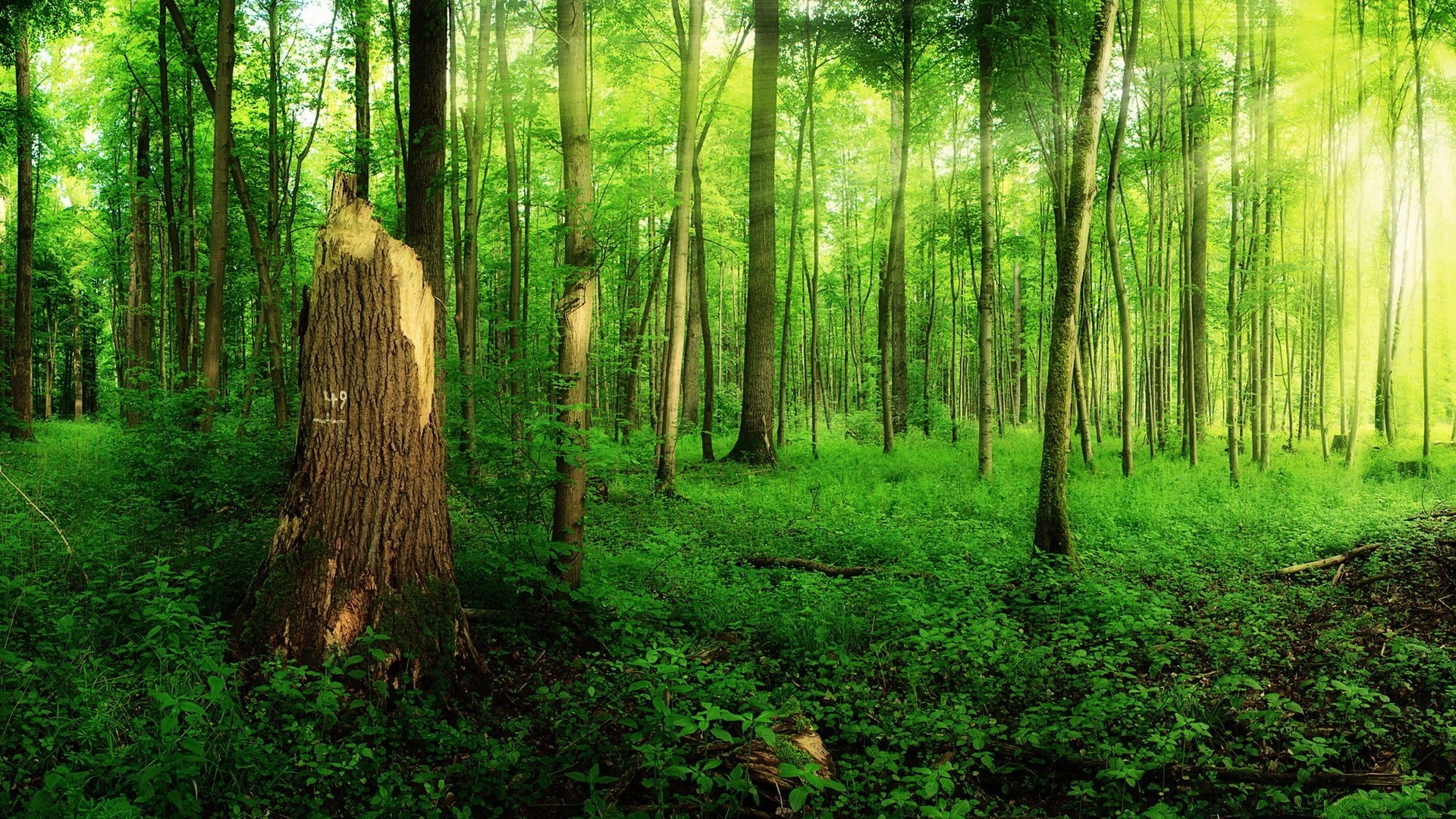 bosque madera árbol naturaleza paisaje hoja amanecer miércoles buen tiempo sol crecimiento flora parque al aire libre exuberante sunbim escénico luz del día temporada luz