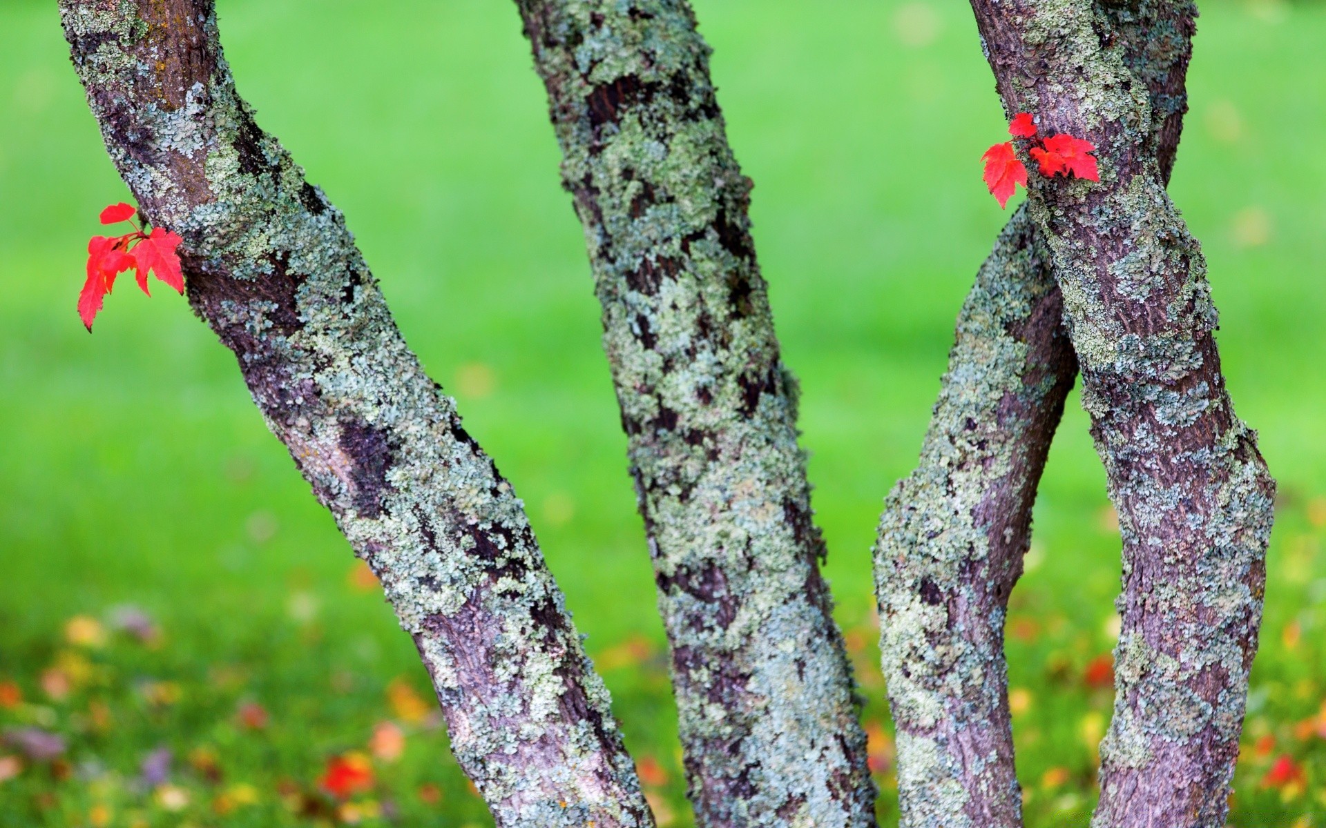 forêt arbre à l extérieur nature bois feuille croissance flore fleur gros plan couleur jardin branche environnement bureau parc saison été