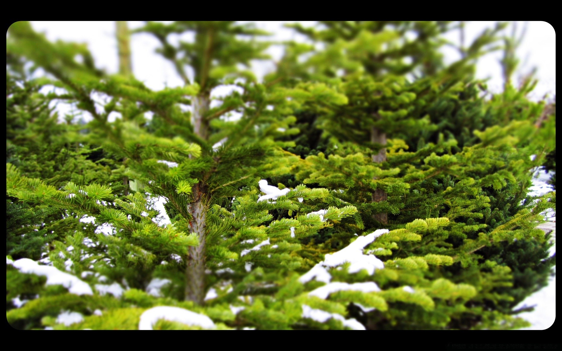 foresta foglia flora albero natura crescita paesaggio legno desktop parco giardino all aperto estate ambiente lussureggiante ramo luce stagione colore close up