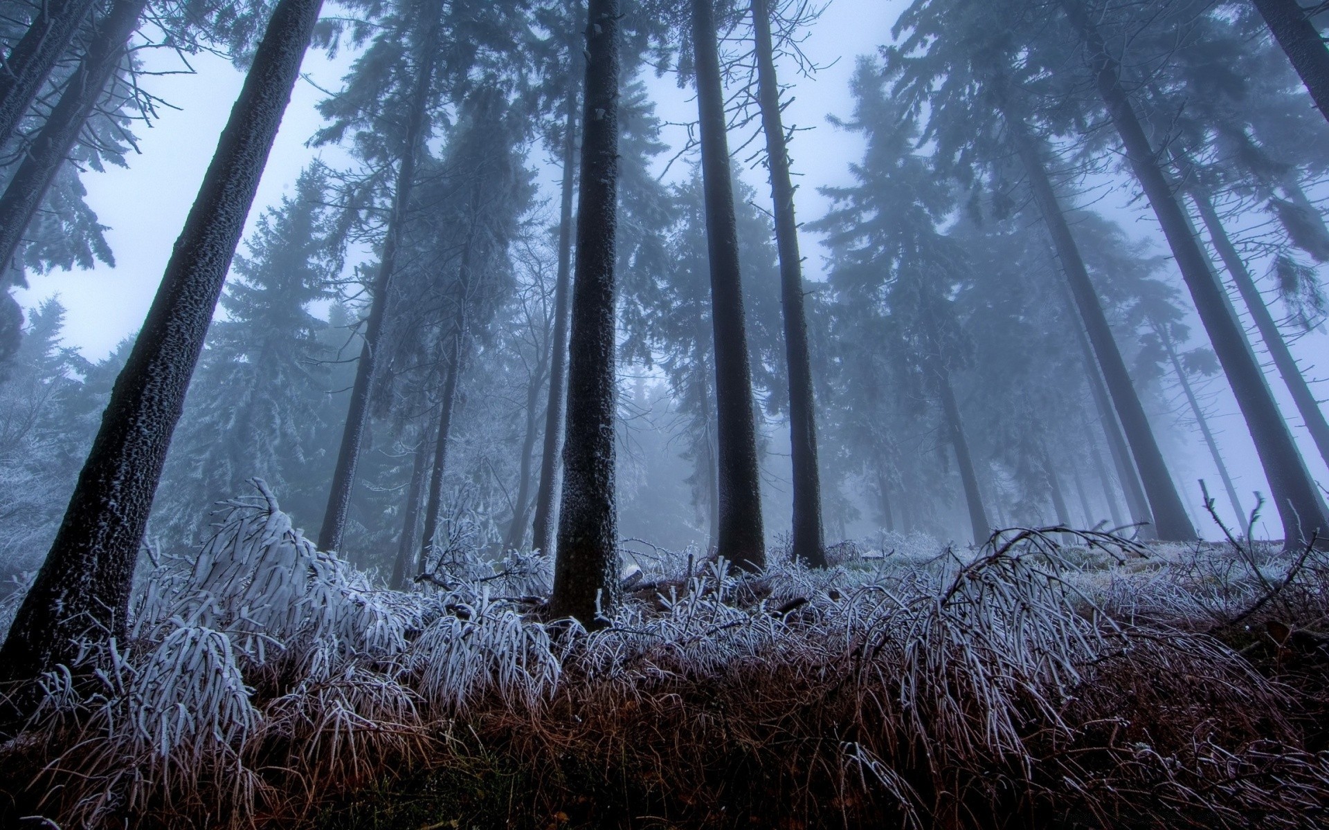 wald holz holz landschaft natur dämmerung schnee winter gutes wetter im freien nebel kiefer kälte wetter frost blatt park sonne licht landschaftlich