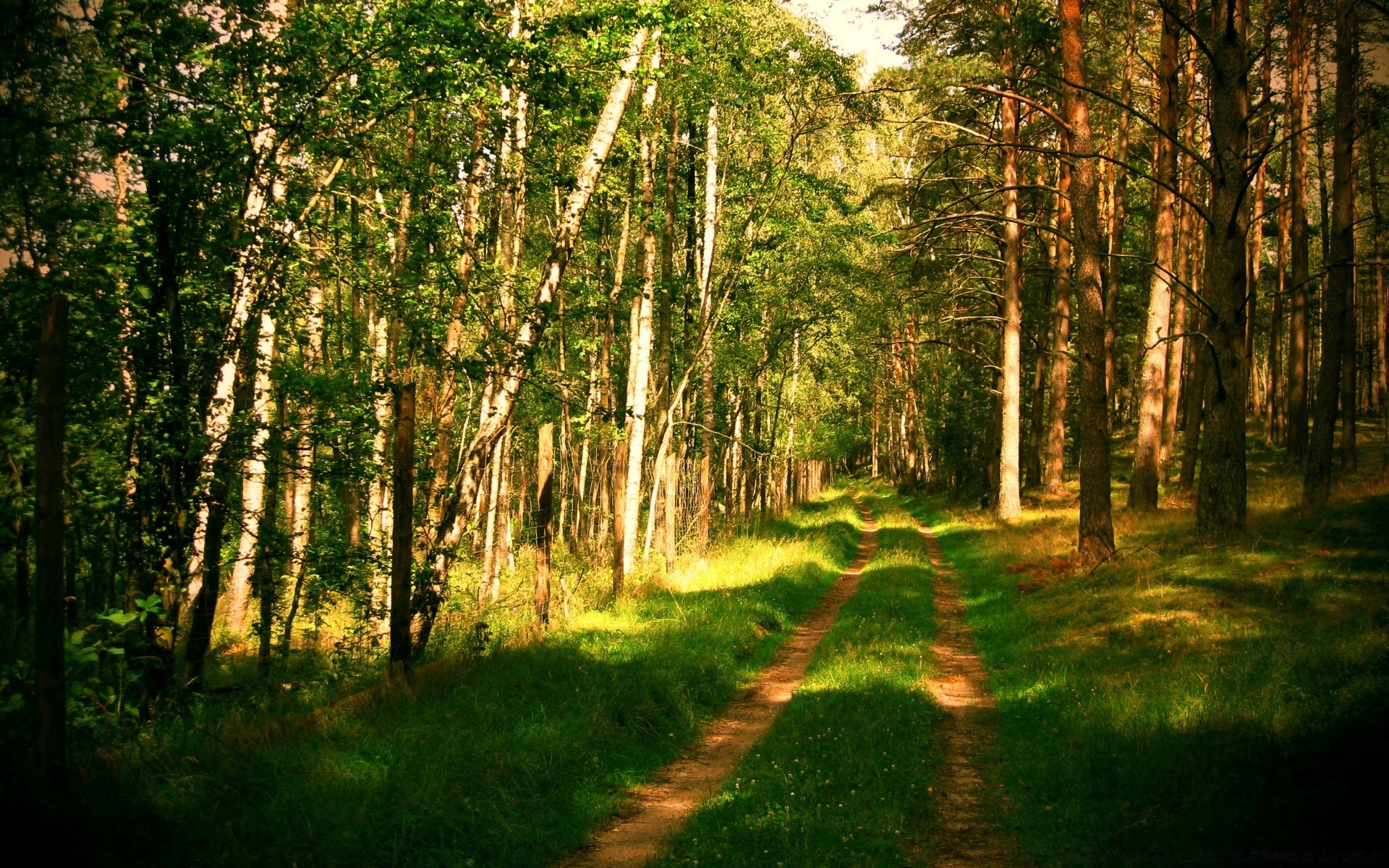 wald holz natur landschaft baum blatt gutes wetter im freien üppig park guide umwelt sonne gras des ländlichen dämmerung straße hell sommer landschaft