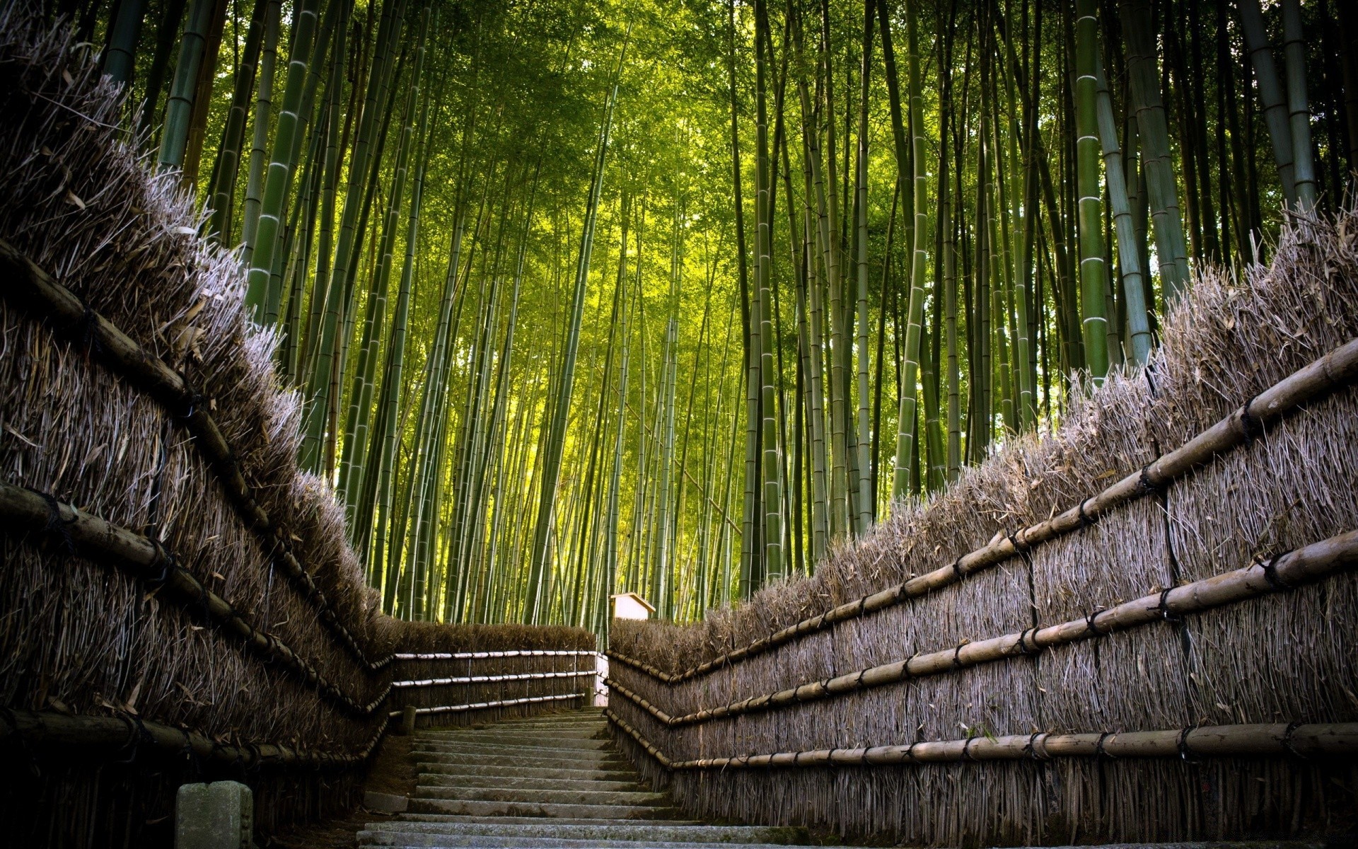 bosque madera tropical naturaleza madera bambú hoja selva viejo flora viajes escritorio selva agua