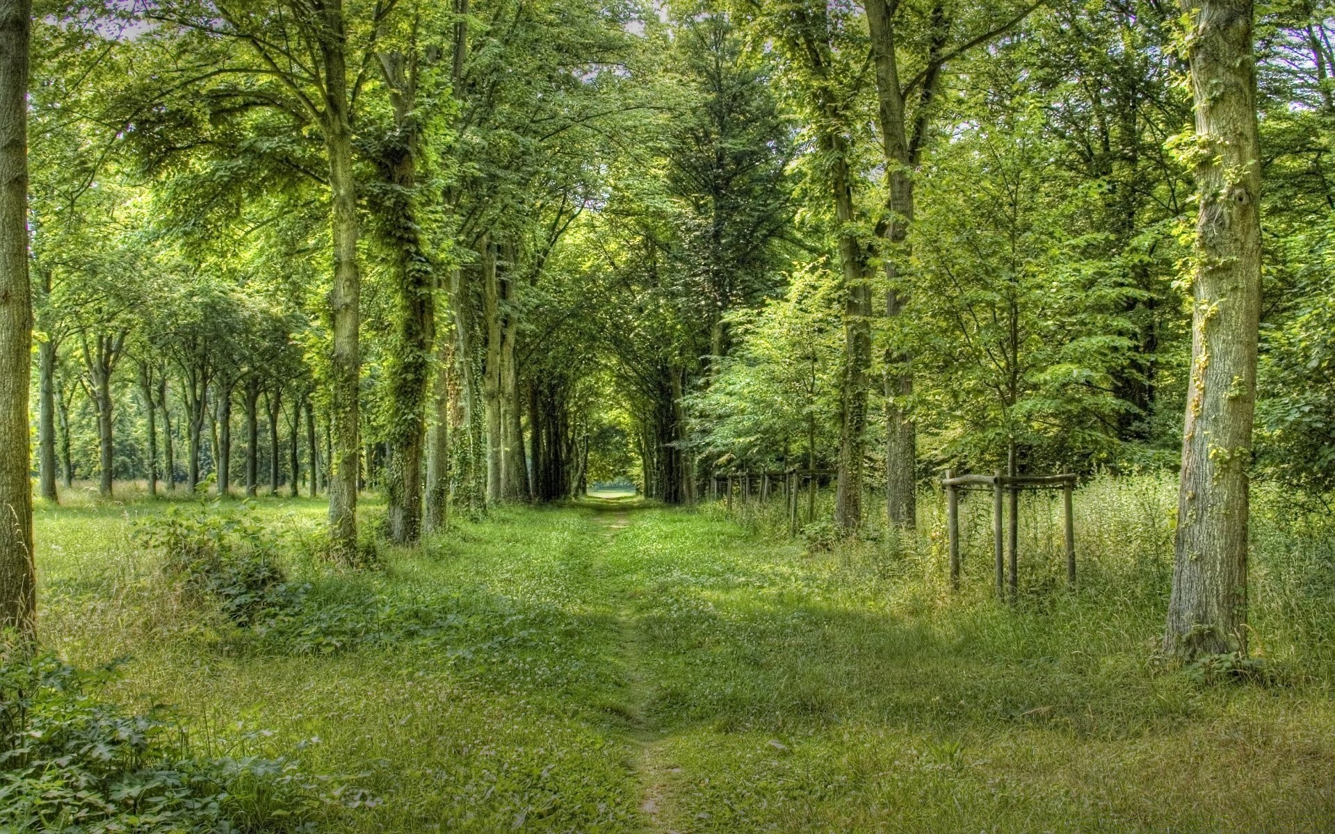 वन परिदृश्य लकड़ी प्रकृति पेड़ पत्ती घास पर्यावरण ग्रामीण अच्छा मौसम गर्मी मौसम पार्क वनस्पति देश सुंदर सूरज परिदृश्य गाइड तमाशा