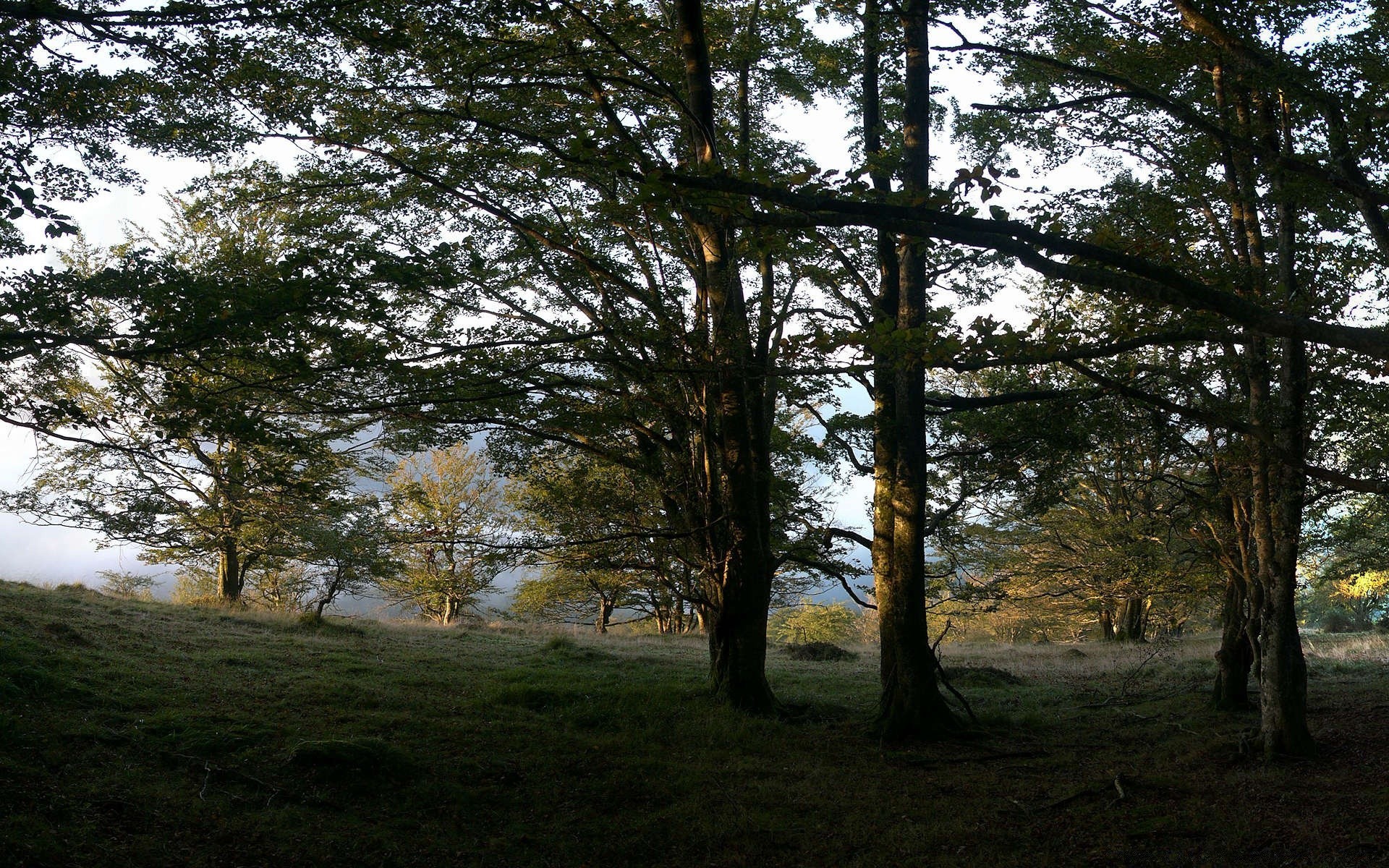 forest tree landscape wood nature outdoors light environment conifer fair weather daylight dawn fog sun scenic grass mist park fall evergreen