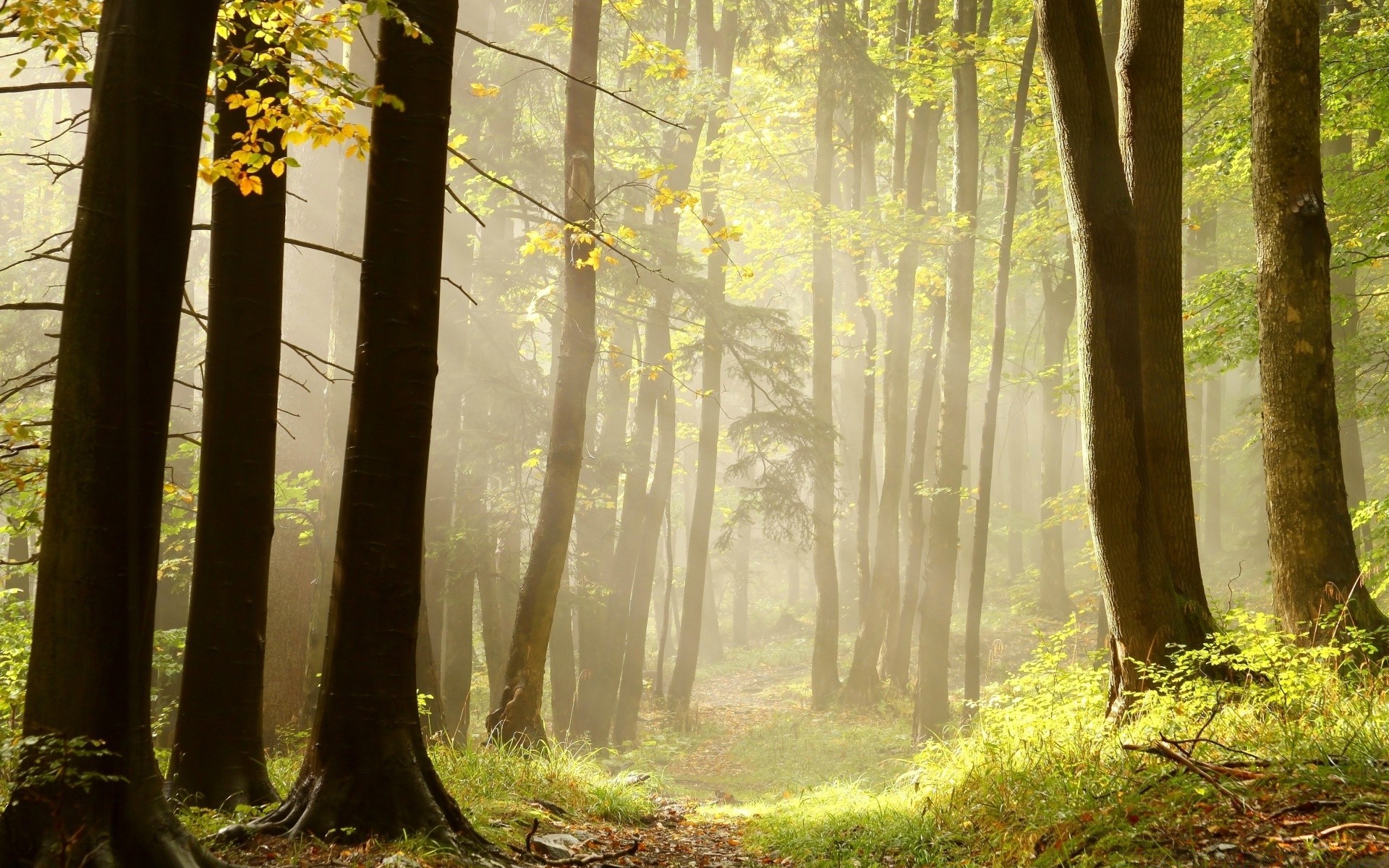 forest wood mist fog tree leaf nature fall park landscape dawn sunbeam fair weather sun branch season trunk beech scenery scenic lush