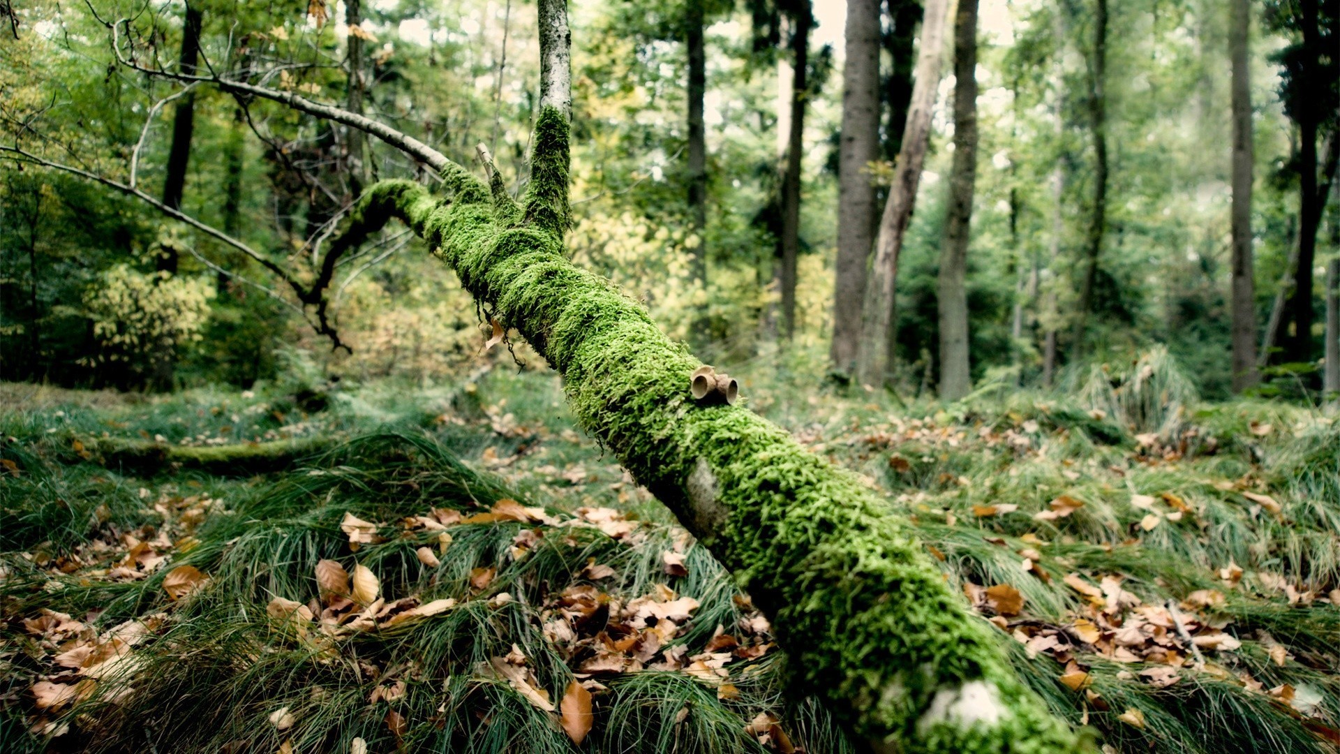 las drewno natura drzewo liść krajobraz mech flora środowisko park na zewnątrz fern wzrost dziki bagażnik bujny sezon tropikalny las krajobrazy lato