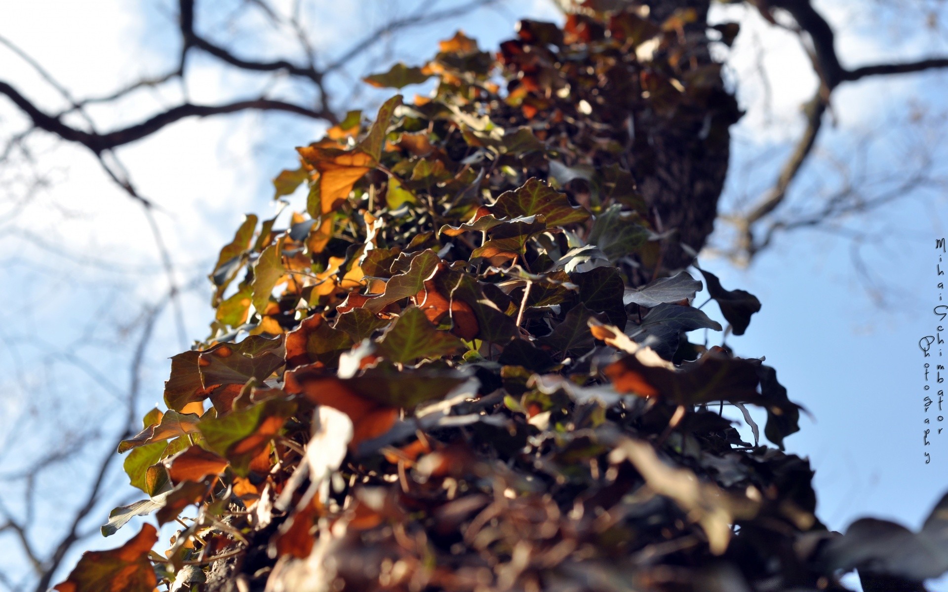 forest fall leaf tree outdoors nature wood daylight environment branch