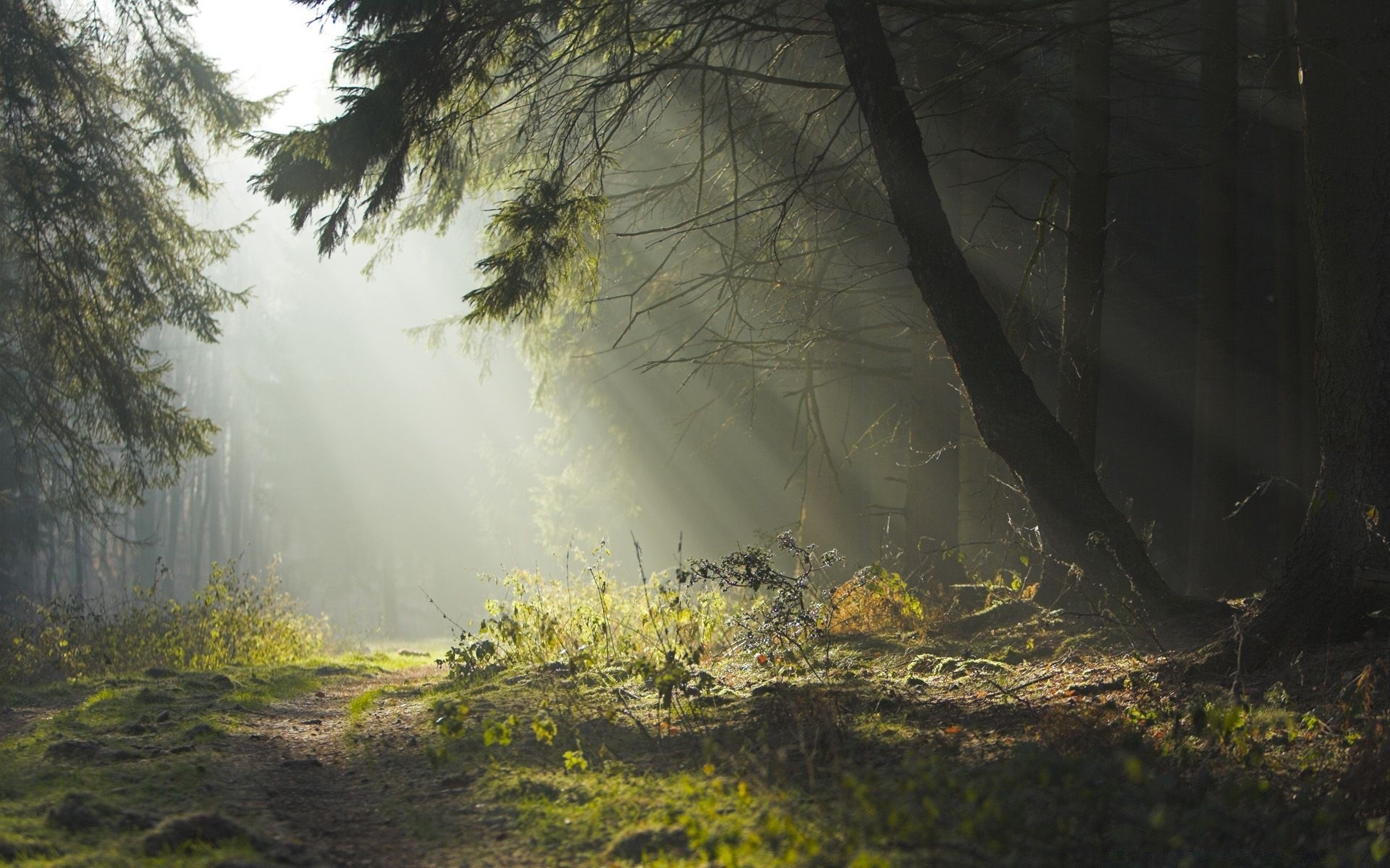 forêt arbre paysage bois brouillard brume nature automne parc environnement feuille aube à l extérieur lumière branche scénique saison flore beau temps brume