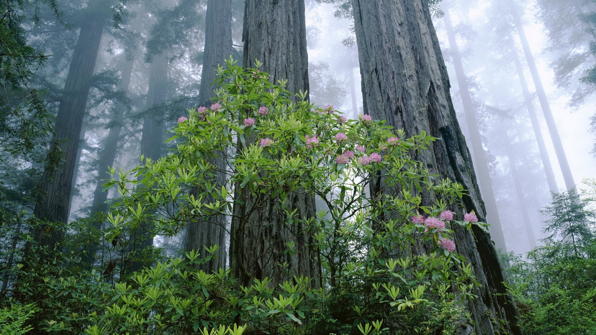 bosque madera naturaleza árbol hoja flora al aire libre paisaje verano viajes parque salvaje