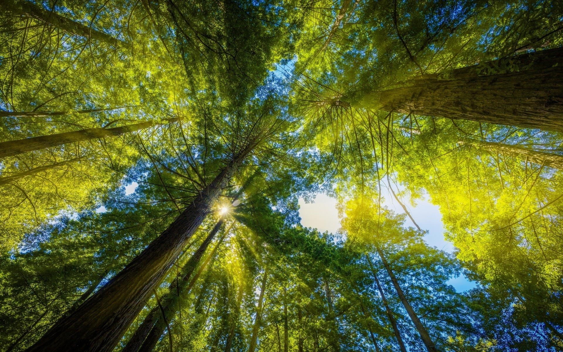 forest tree nature wood park leaf landscape branch bright fair weather color flora light desktop sun season fall daylight environment scenic