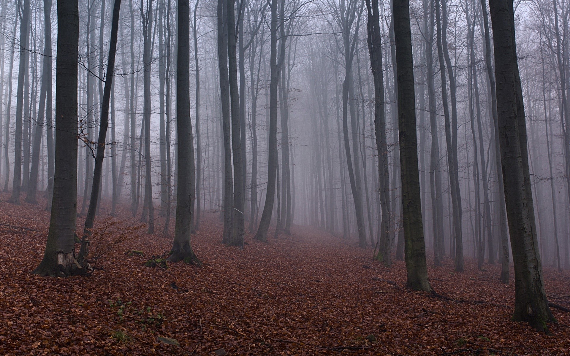 las drewno drzewo jesień mgła świt mgła krajobraz natura liść park oświetlony środowisko oddział bagażnik sezon światło buk dobra pogoda na zewnątrz