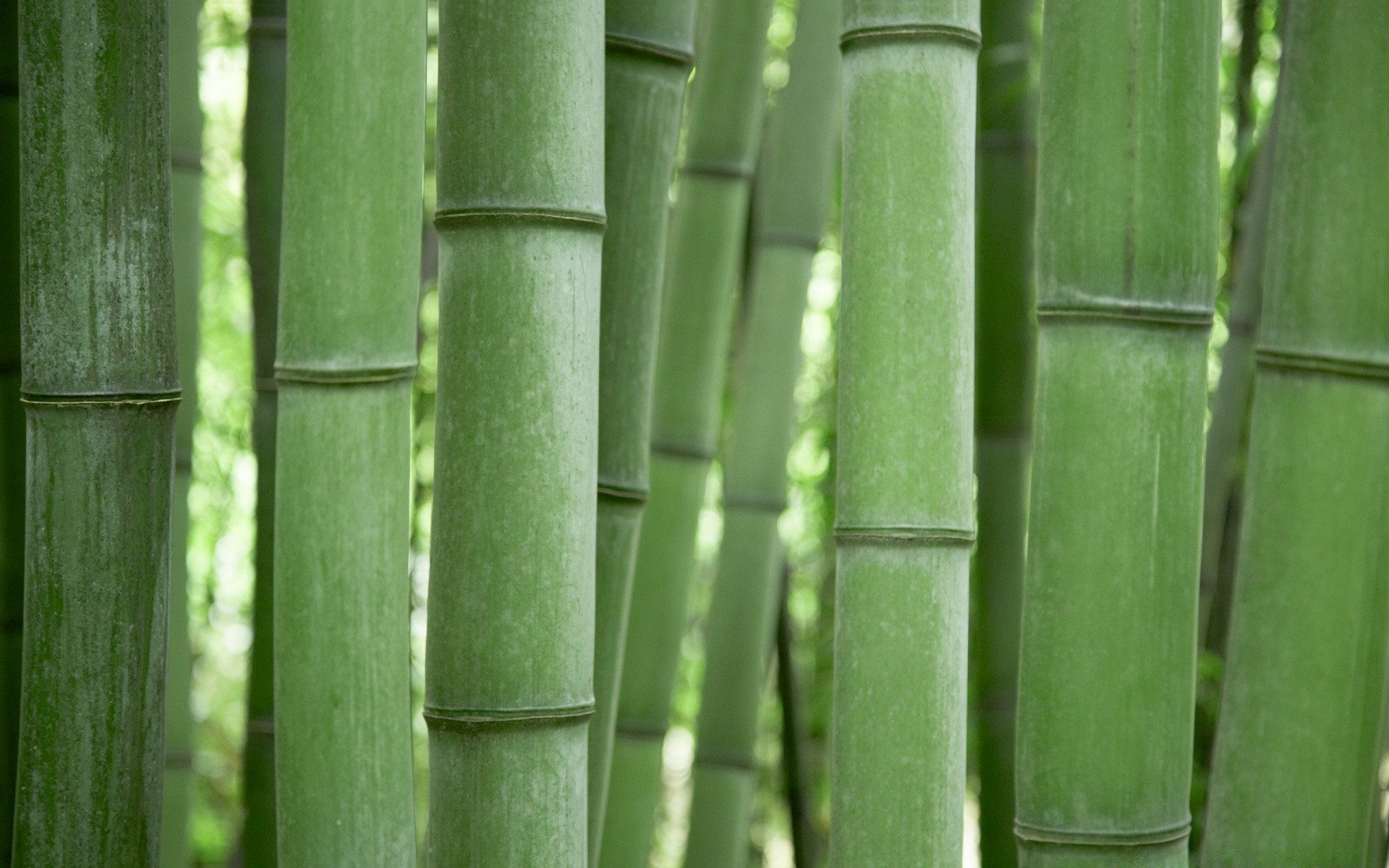 forest bamboo leaf flora nature garden tropical growth zen lush desktop husk texture