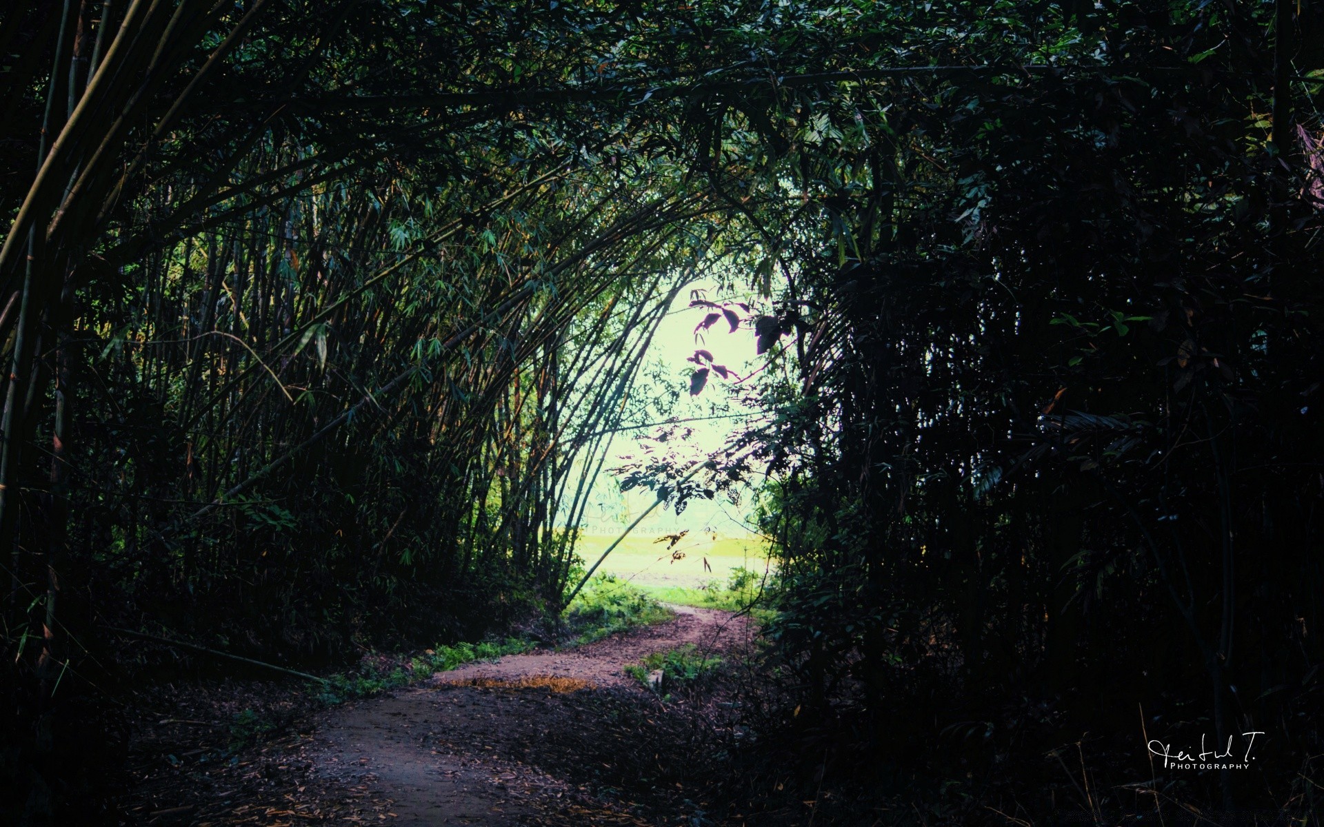 森林 木材 树 叶 自然 光 景观 户外 植物群 环境 公园 道路 指南