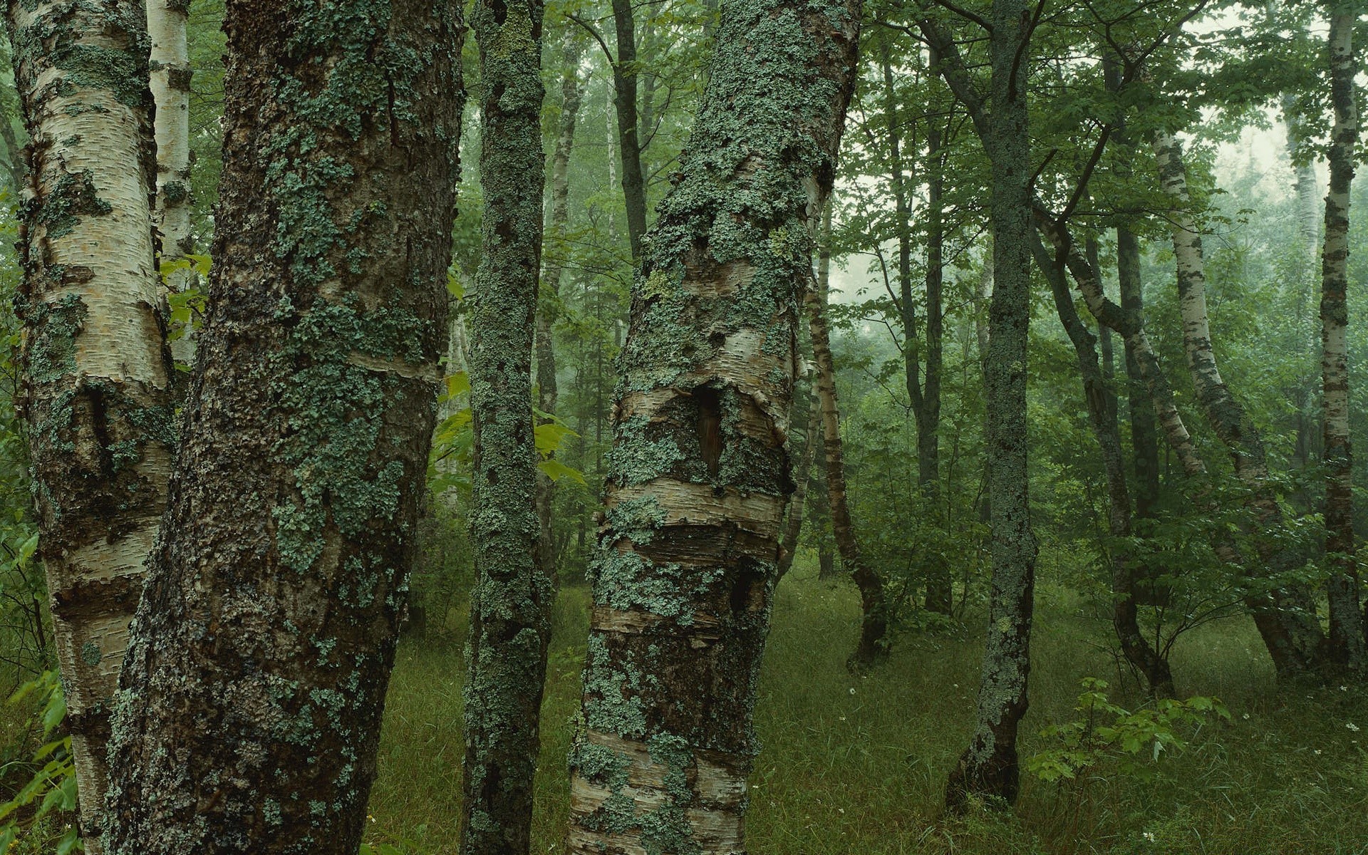 legno foresta albero natura corteccia tronco foglia ambiente esterno paesaggio muschio parco crescita flora luce del giorno lussureggiante scenico