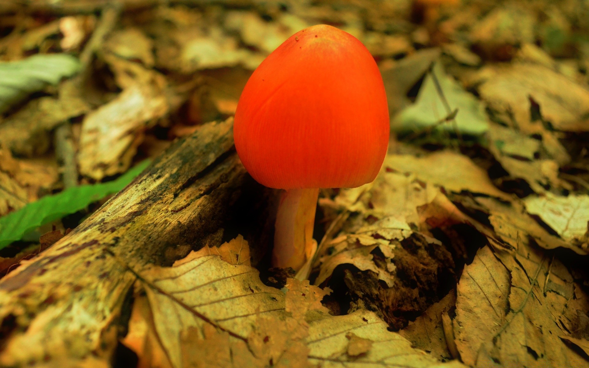 wald herbst holz blatt pilz pilz natur lebensmittel gemüse