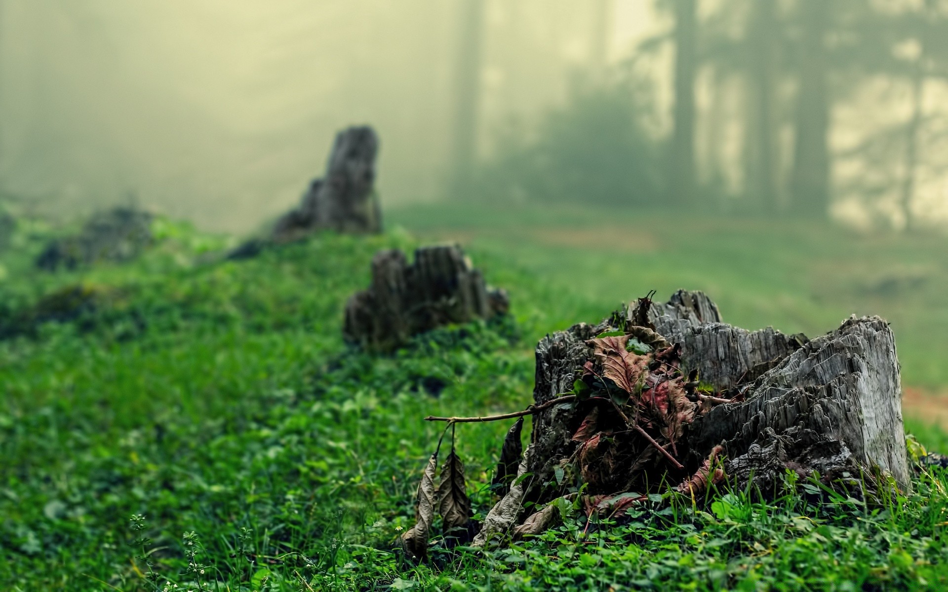 forest nature grass landscape outdoors tree wood field travel agriculture hayfield flora rural