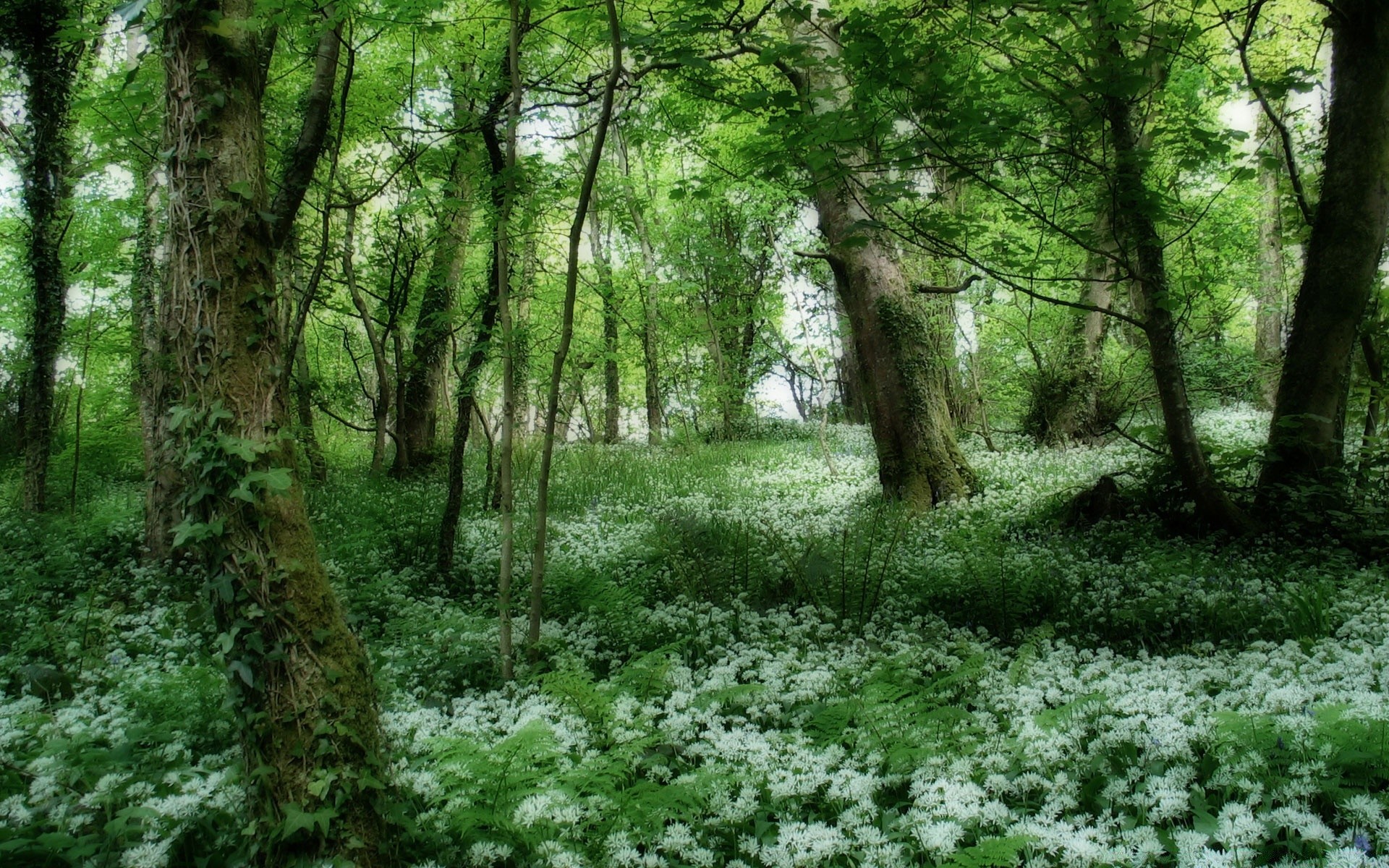 forêt bois paysage nature feuille environnement arbre parc flore saison beau temps scène à l extérieur paysages scénique luxuriante fleur croissance guide sentier