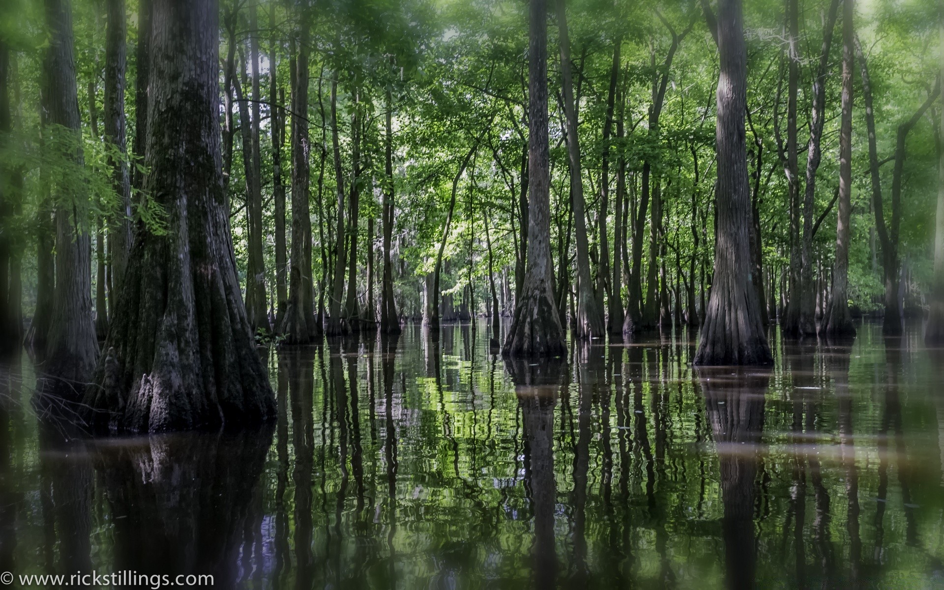 bosque madera naturaleza agua paisaje hoja árbol al aire libre pantano salvaje reflexión río verano medio ambiente buen tiempo parque amanecer sangre fría flora