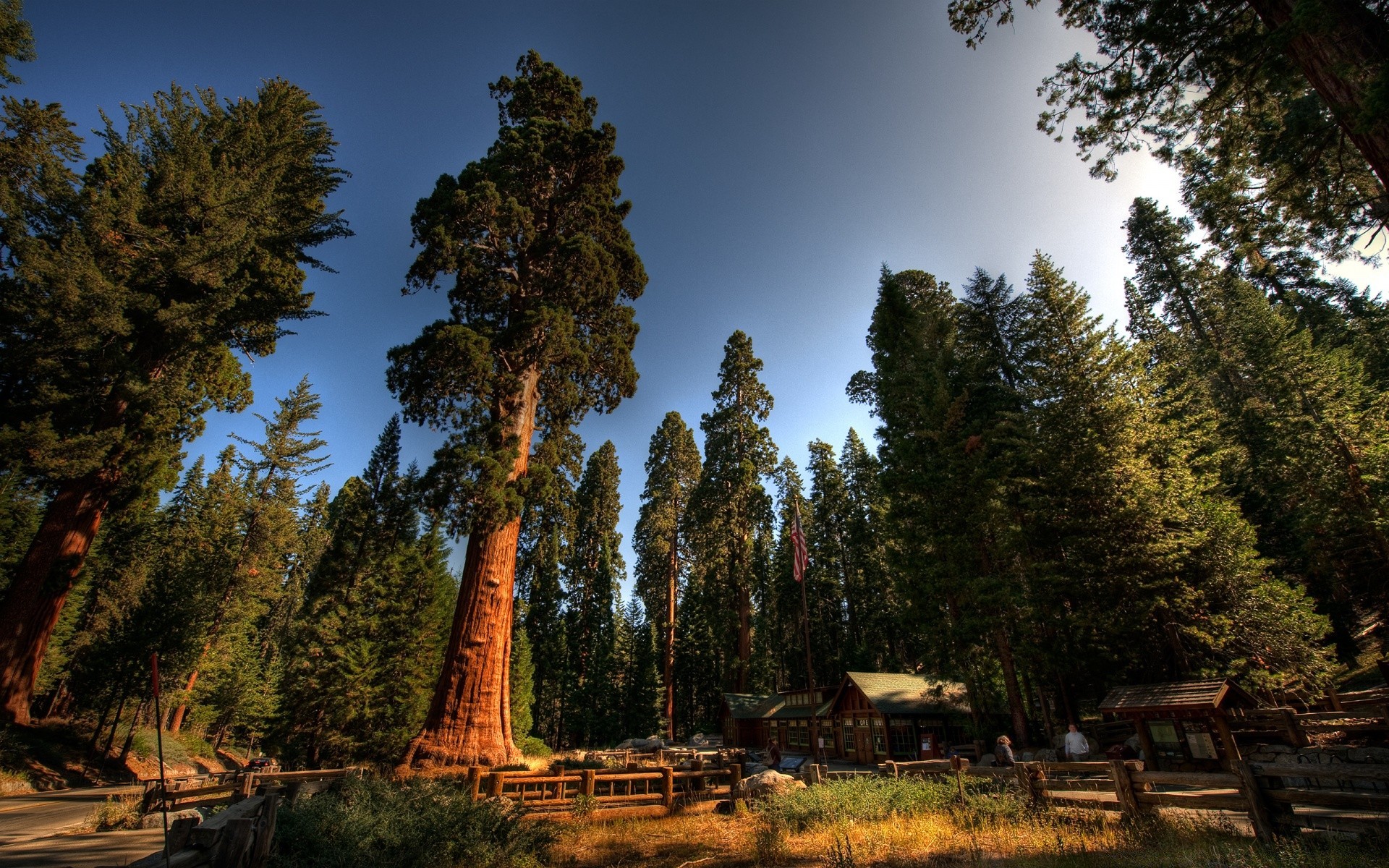 forest tree wood nature outdoors conifer sky landscape travel evergreen park pine fall