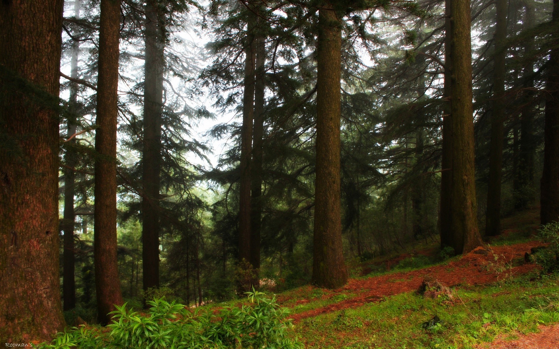 forest wood tree landscape conifer evergreen nature environment park leaf dawn fog pine light cypress outdoors fair weather sun daylight sequoia