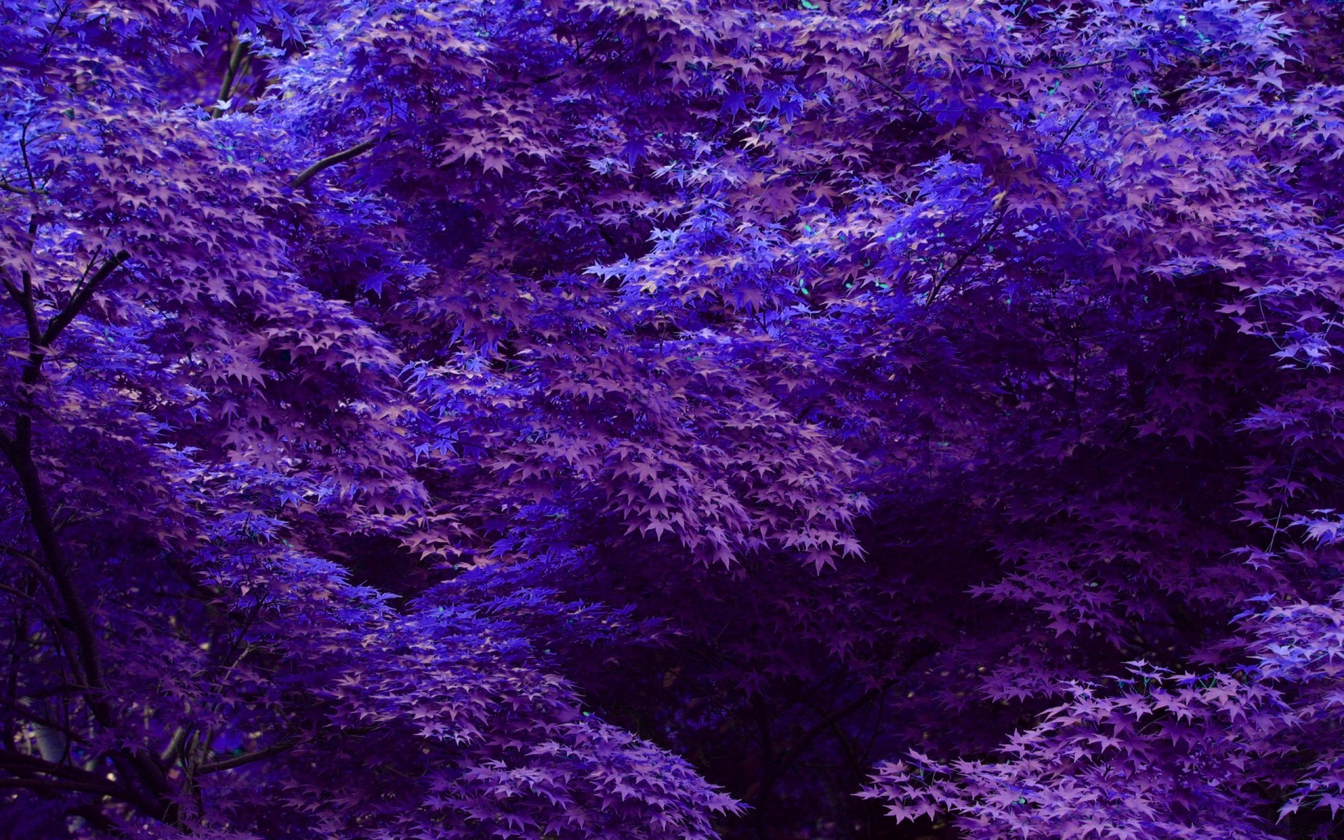 forest abstract desktop pattern texture wallpaper design background color violet surface nature dark art light impression