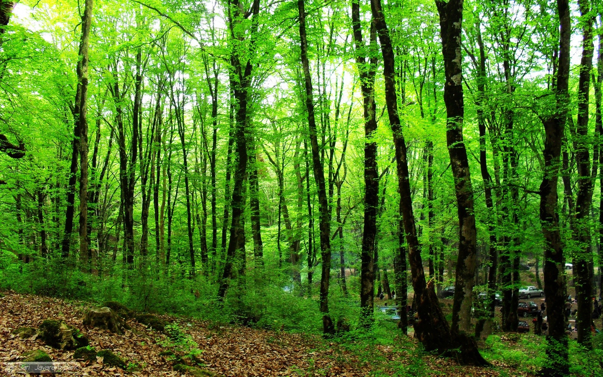 wald holz natur blatt landschaft baum üppig gutes wetter umwelt sonne sunbim dämmerung aufstieg im freien kofferraum park wild guide landschaft landschaftlich