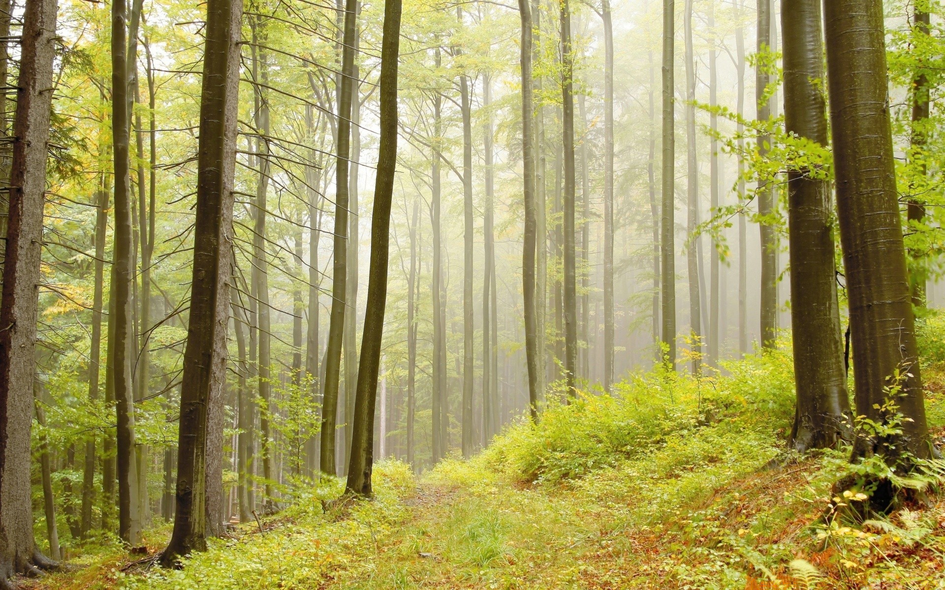 forest wood nature leaf mist fog tree sunbeam landscape fall park dawn fair weather sun environment lush beech season trunk hike countryside