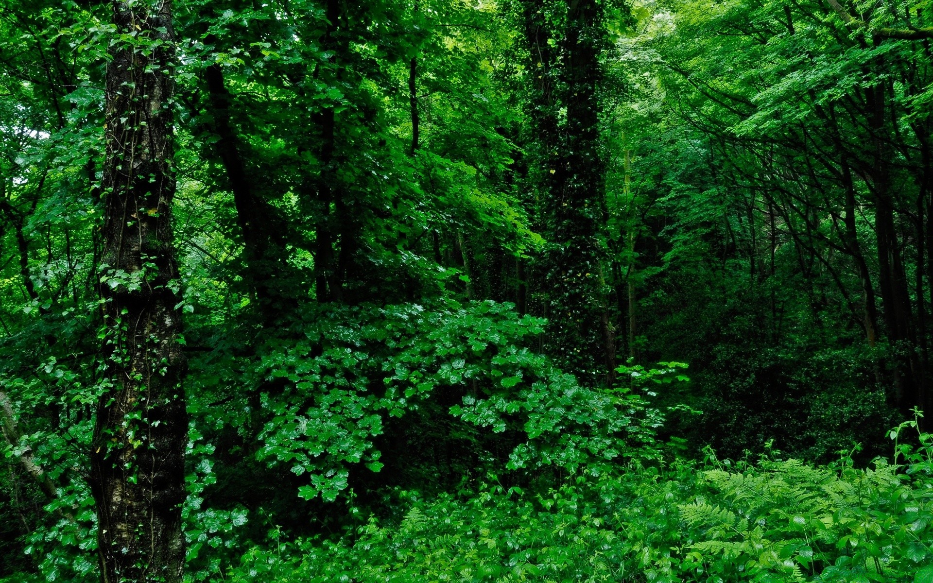 floresta madeira folha natureza crescimento árvore ao ar livre paisagem exuberante ambiente musgo flora selvagem área de trabalho verão bom tempo fern parque tronco