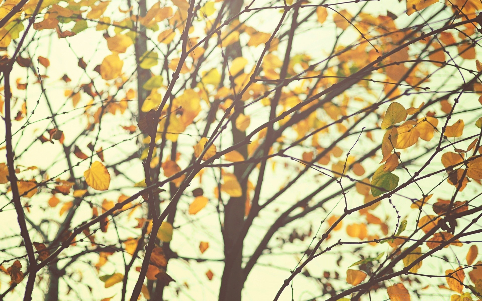 wald blatt herbst baum zweig saison natur im freien flora gutes wetter holz desktop hell wachstum farbe park umwelt sonne