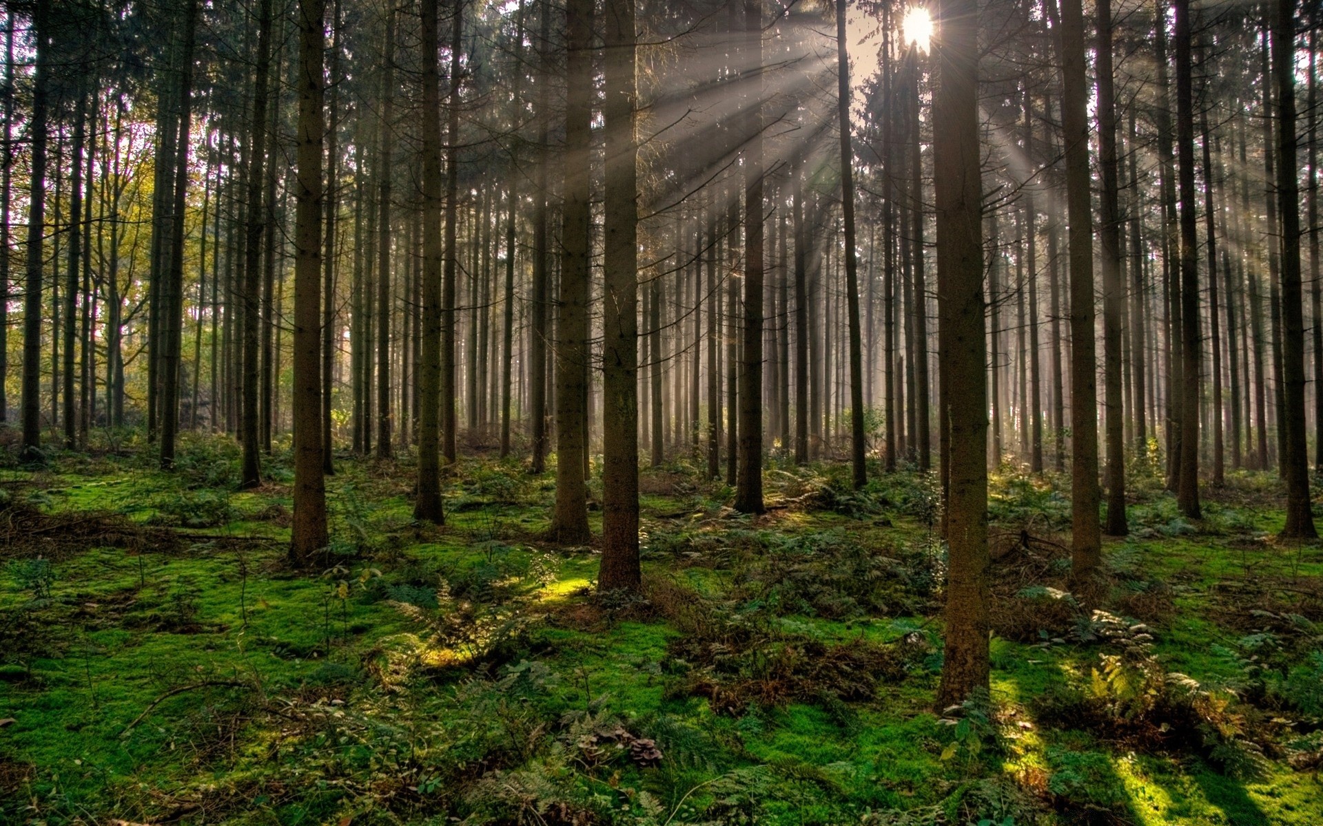 foresta legno albero natura paesaggio nebbia foglia nebbia alba sole luce ambiente pino bel tempo autunno tronco parco conifere manuale all aperto