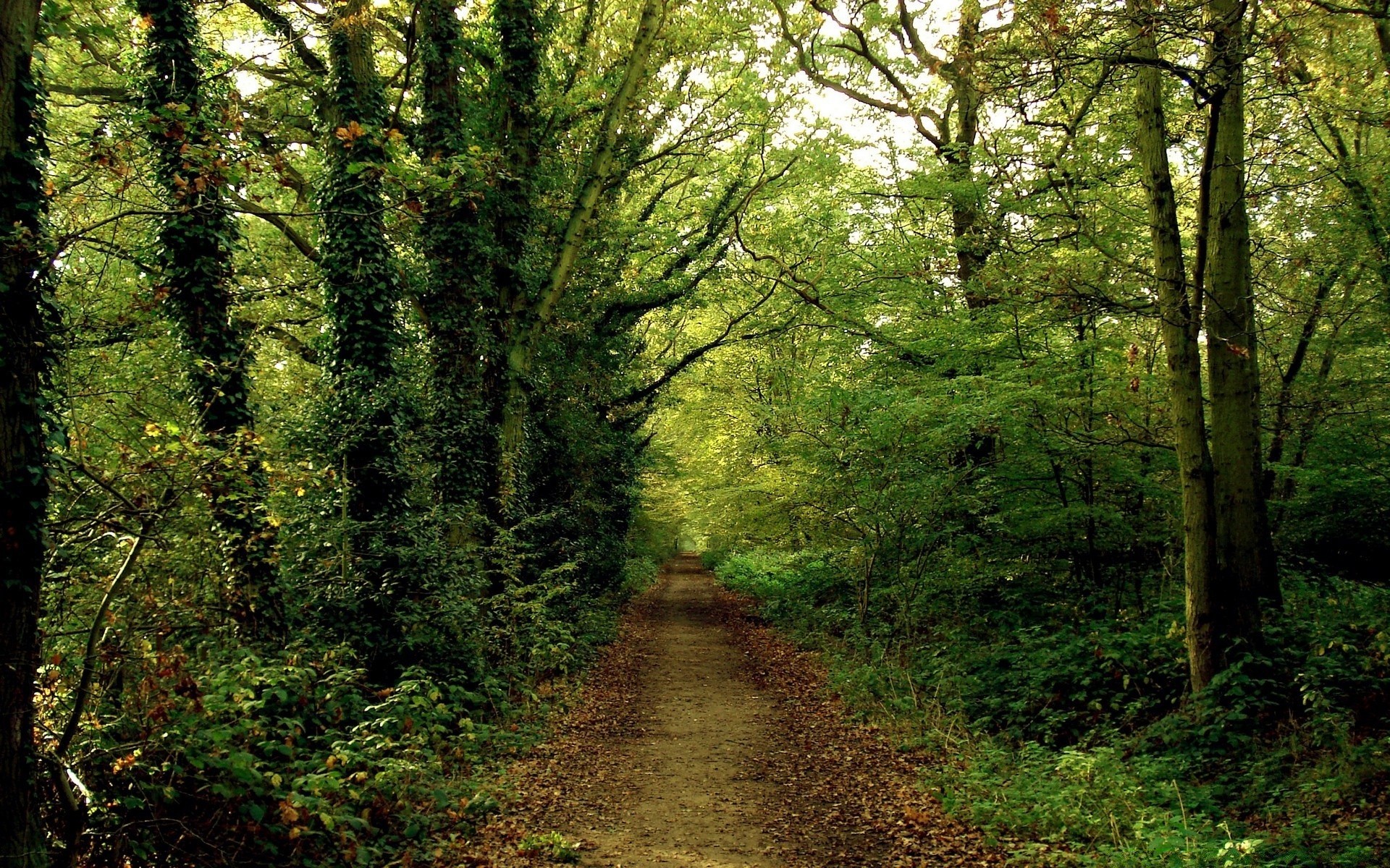 foresta legno paesaggio albero natura guida strada bel tempo foglia scenic ambiente lussureggiante parco sentiero sentiero all aperto sole luce del giorno trekking alba