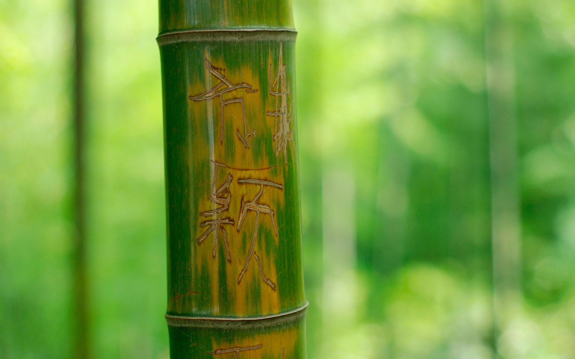 floresta folha bambu natureza madeira