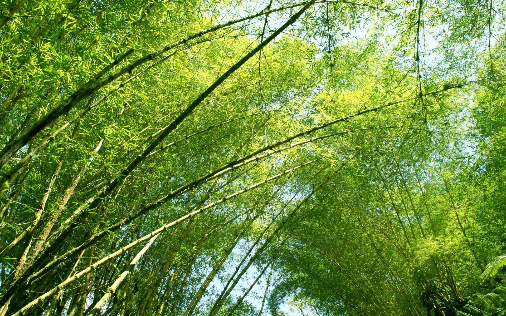 orman doğa yaprak büyüme flora ahşap çevre ağaç park güzel hava sezon parlak şube yaz manzara yemyeşil açık havada güneş şafak vakti kabuk