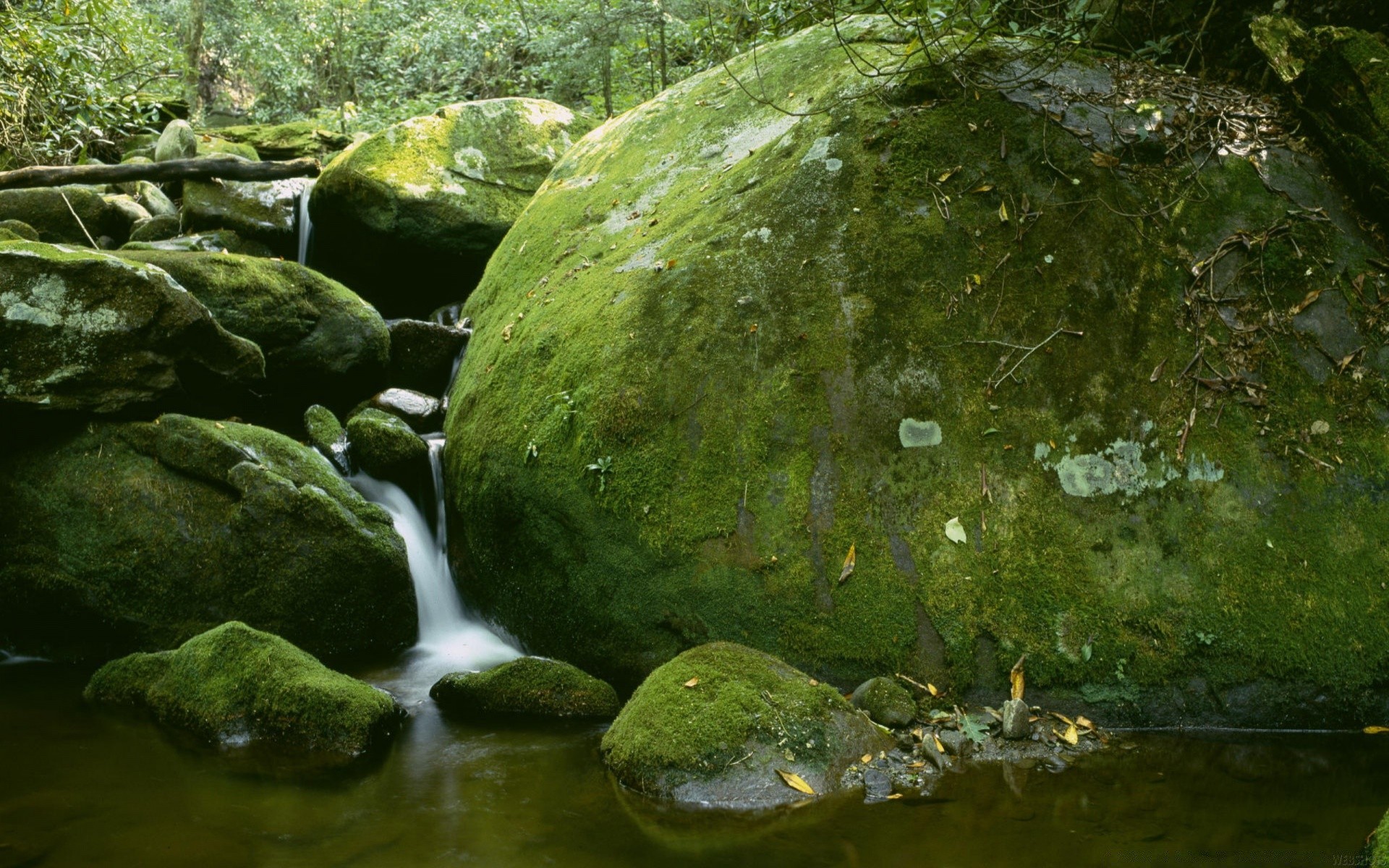 las woda natura mech rzeka rock drewno krajobraz liść odkryty kamień strumień park środowisko wodospad podróż jesień lato strumień flora