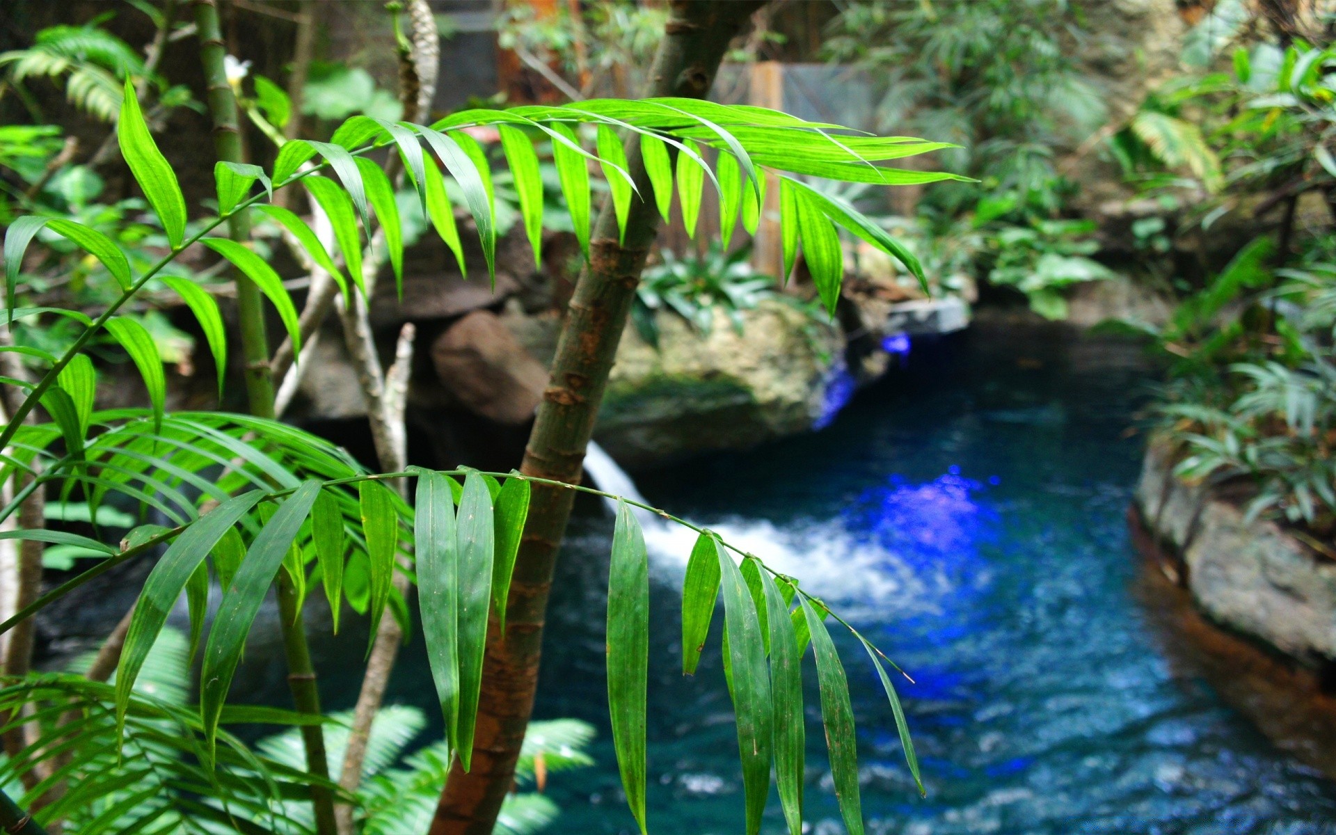 wald tropisch blatt holz holz natur regenwald dschungel wasser flora umwelt üppig im freien exotisch fern sommer park garten wachstum paradies