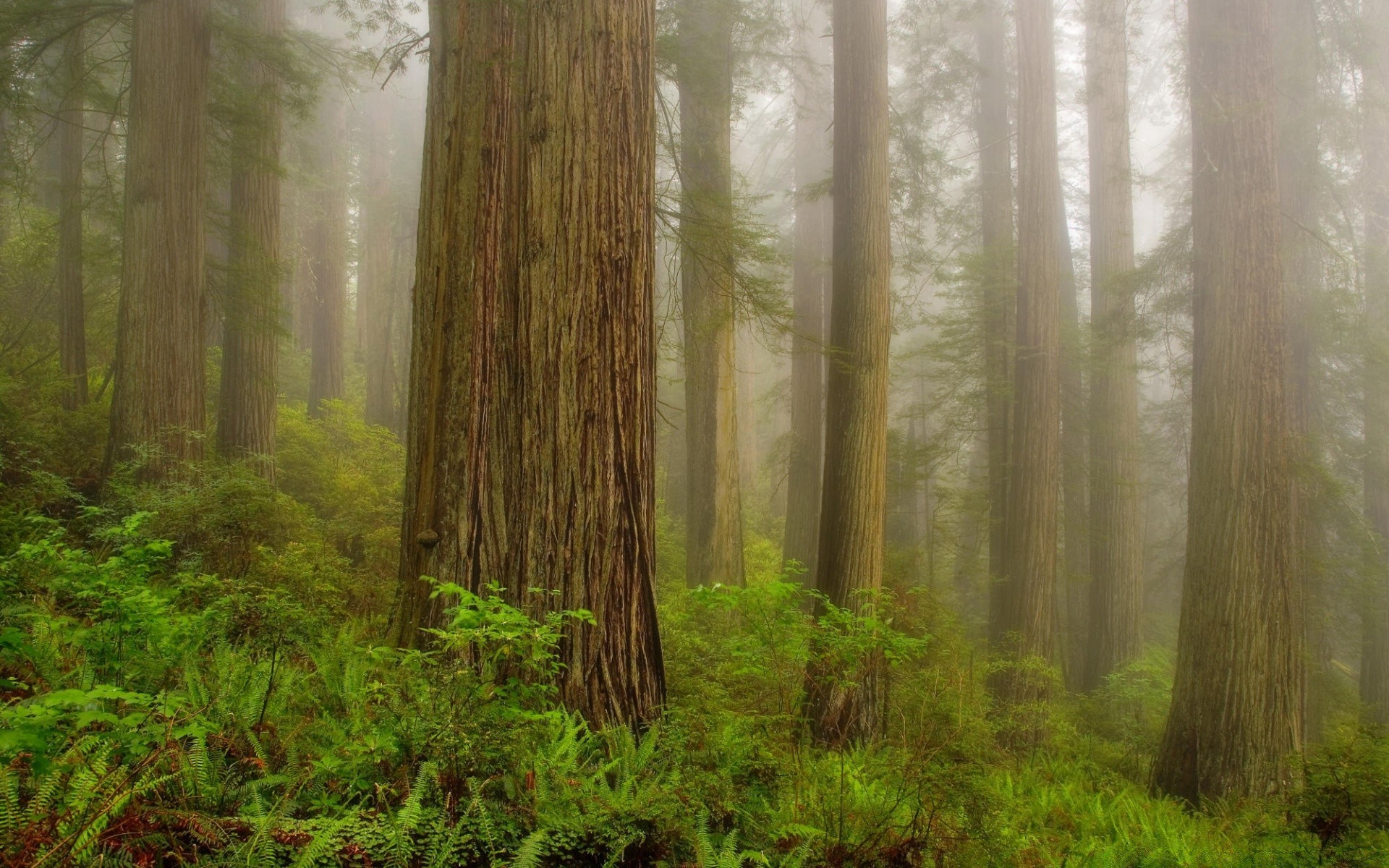 wald holz nebel natur nebel baum blatt dämmerung wild zypresse landschaft sanbim im freien üppig nadelbaum sequoia gutes wetter redwood sonne evergreen