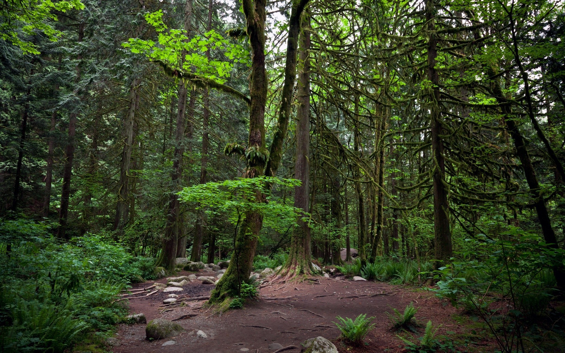 bosque madera paisaje árbol naturaleza hoja al aire libre escénico medio ambiente viajes exuberante buen tiempo luz del día parque sendero senderismo guía coníferas crecimiento