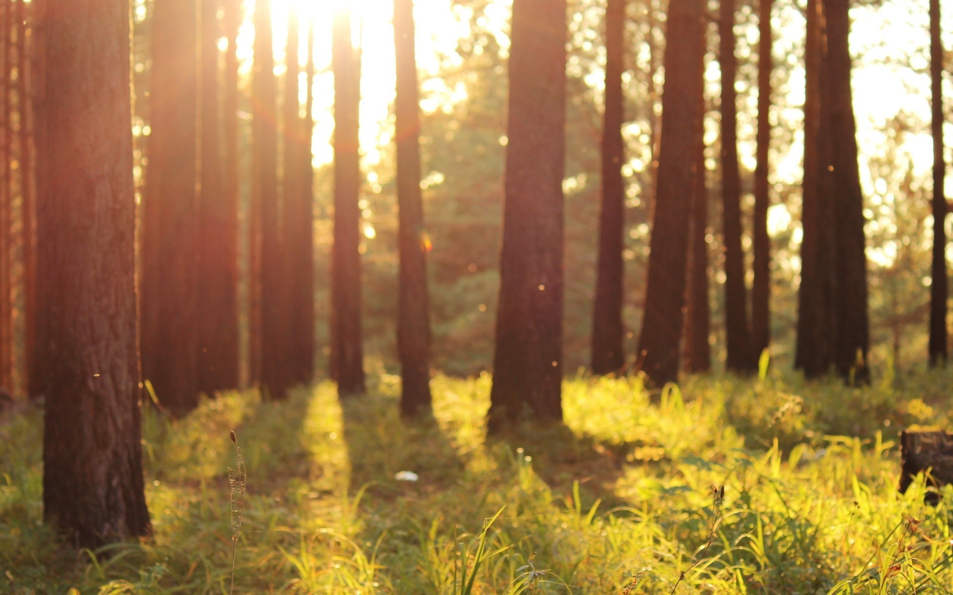 forest wood tree landscape fall nature dawn park fair weather outdoors leaf sun conifer light environment season fog scenic evergreen mist