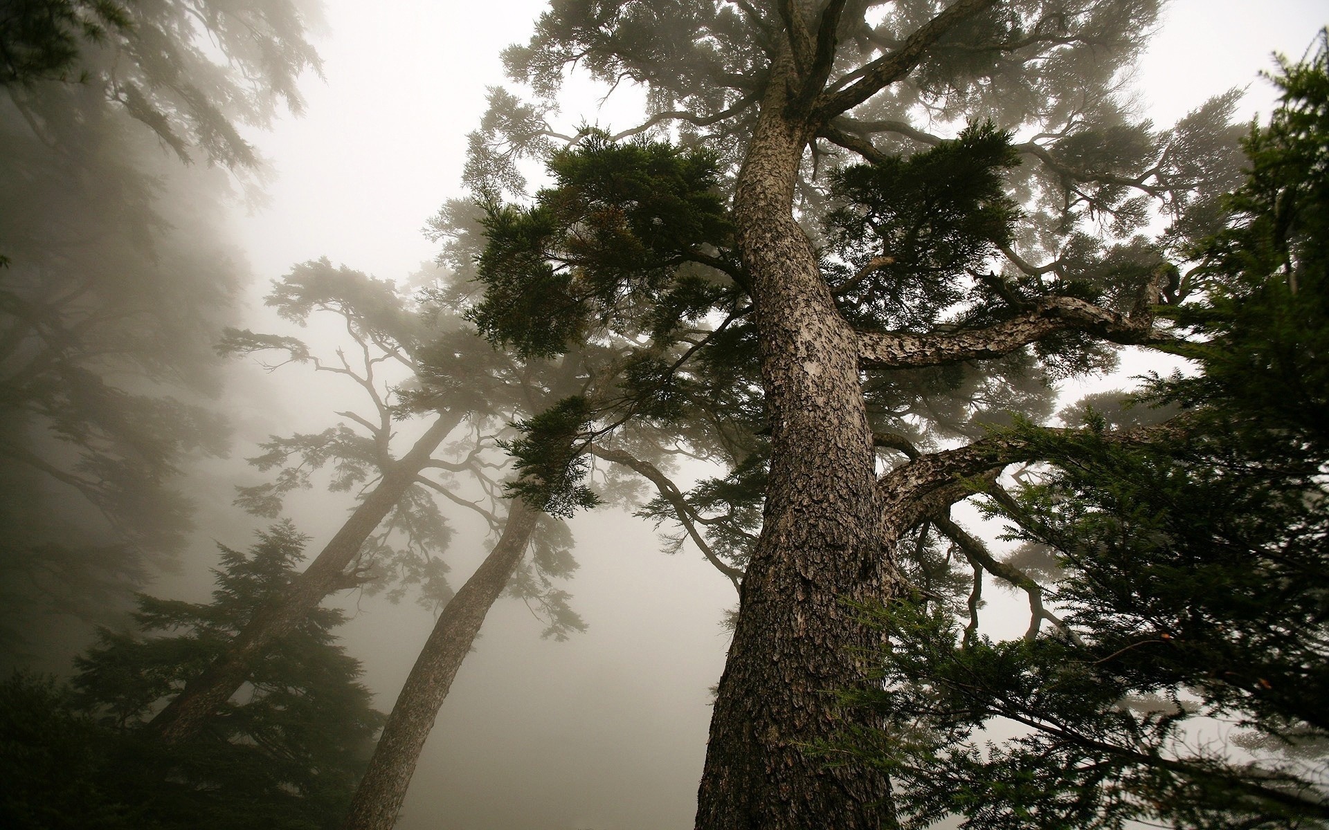 foresta albero paesaggio legno nebbia natura conifere all aperto cielo pino alba foglia nebbia ramo evergreen acqua sole inverno luce